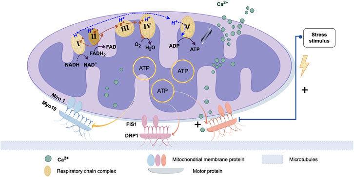 Diagram depicting mitochondrial ultrastructure with cristae and electron transport chain complexes I through V. Calcium ions modulate ATP synthesis from ADP. Proteins FIS1, DRP1 as a dynamin-family GTPase, MIRO1, and Myo19 regulate trafficking dynamics. Key labels include NADH entry at Complex I, FAD at Complex II, and ATP output, highlighting bioenergetics and organelle remodeling under stress.