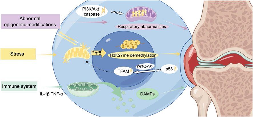 Illustration depicting mitochondria-related biological interactions in the development of osteoarthritis and cellular processes influenced by epigenetic modifications, stress, and immune system factors. Arrows indicate pathways involving Phf8, PI3K/Akt caspase, TFAM, PGC-1α, and p53, affecting respiratory and cellular functions. Mitochondria are shown in relation to H3K27me demethylation and DAMPs.