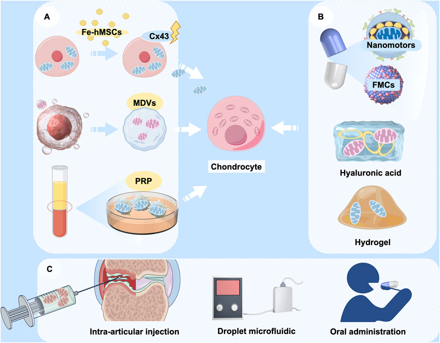 The potential application of mitochondrial transfer in OA therapy. A. Various sources of donor mitochondria, including MSCs, MDVs, and PRP; B. Encapsulation of therapeutic mitochondria with various delivery vehicles, including nanomotors, FMCs, hyaluronic acid, and hydrogels; C. Modes of cargo delivery to target cells, including intra-articular injection, droplet microfluidics, and oral nanoparticle capsules.