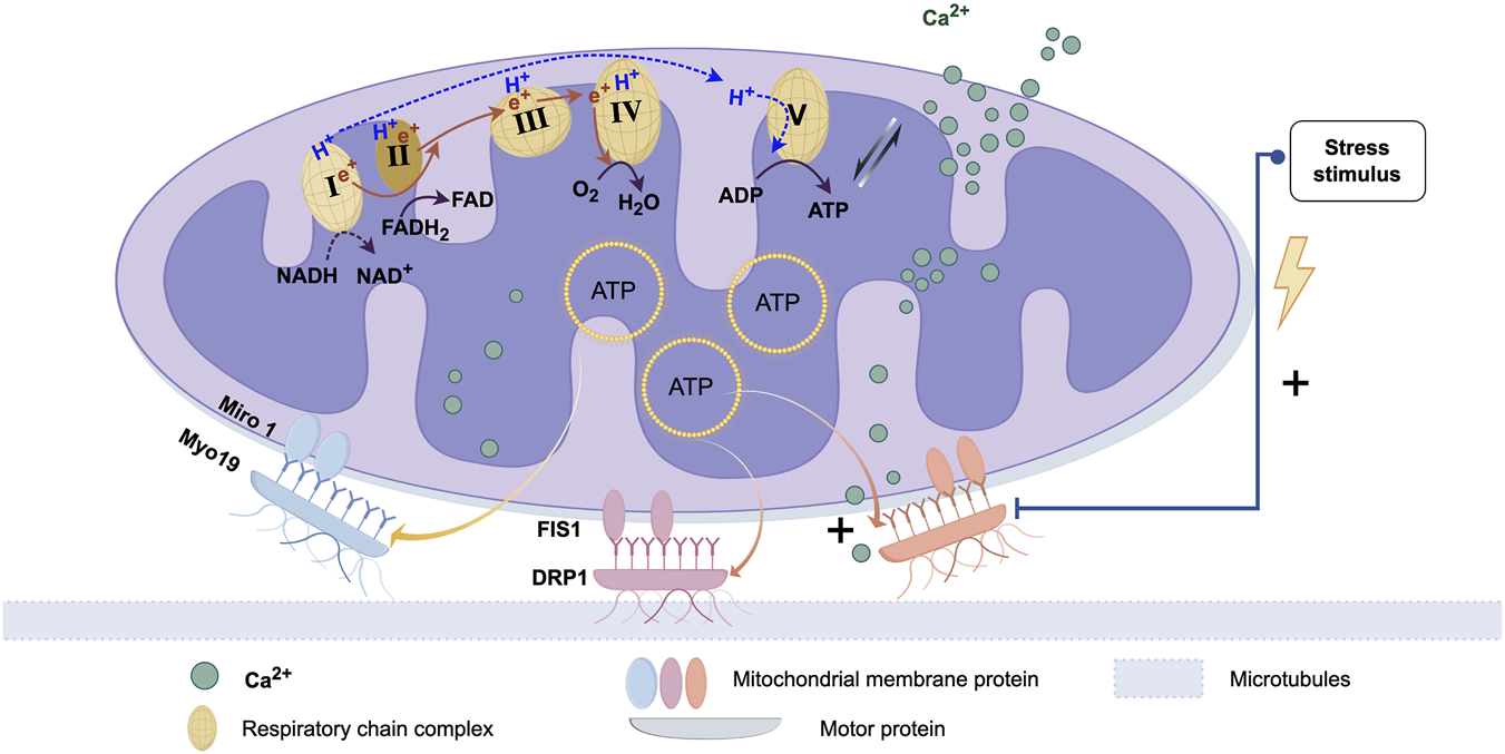 Diagram depicting mitochondrial ultrastructure with cristae and electron transport chain complexes I through V. Calcium ions modulate ATP synthesis from ADP. Proteins FIS1, DRP1 as a dynamin-family GTPase, MIRO1, and Myo19 regulate trafficking dynamics. Key labels include NADH entry at Complex I, FAD at Complex II, and ATP output, highlighting bioenergetics and organelle remodeling under stress.