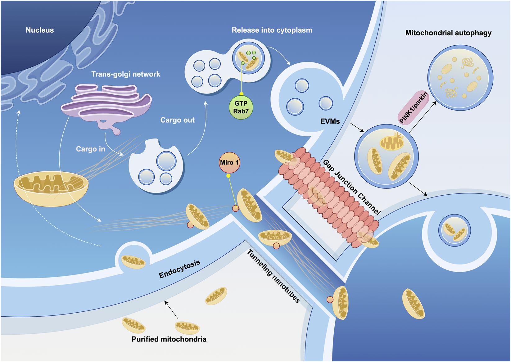 Illustration depicting mitochondrial transfer and autophagy. Mitochondria enter the trans-Golgi network, with cargo moving in and out. They are released into the cytoplasm through interactions with GTP Rab7. Mitochondria are also shown in gap junction channels and undergoing endocytosis via tunneling nanotubes. The diagram highlights the role of Miro 1 and PINK1/Parkin in mitochondrial transfer, with elements such as EVMs (extracellular vesicle-like mitochondria), and purified mitochondria labeled. The nucleus and various cellular components are depicted within a cellular environment.