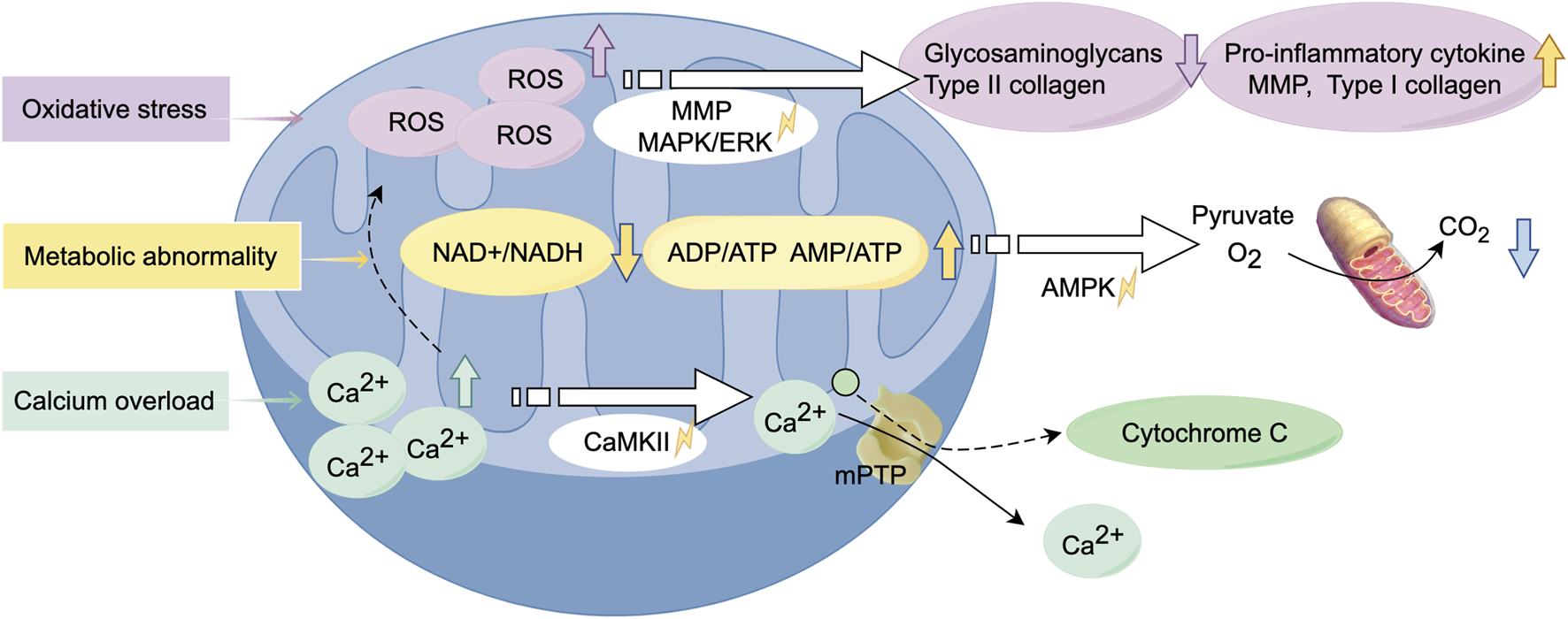Diagram illustrating pathways in a cell involving oxidative stress, metabolic abnormalities, and calcium overload. It shows reactive oxygen species affecting MMP and MAPK/ERK pathways, leading to changes in glycosaminoglycans and collagen. Metabolic pathways involve NAD+/NADH, ADP/ATP, and AMP/ATP. Calcium influences CaMKII and mPTP, releasing cytochrome C, with involvement of mitochondria processing pyruvate and oxygen to carbon dioxide. Arrows indicate process flow and changes.