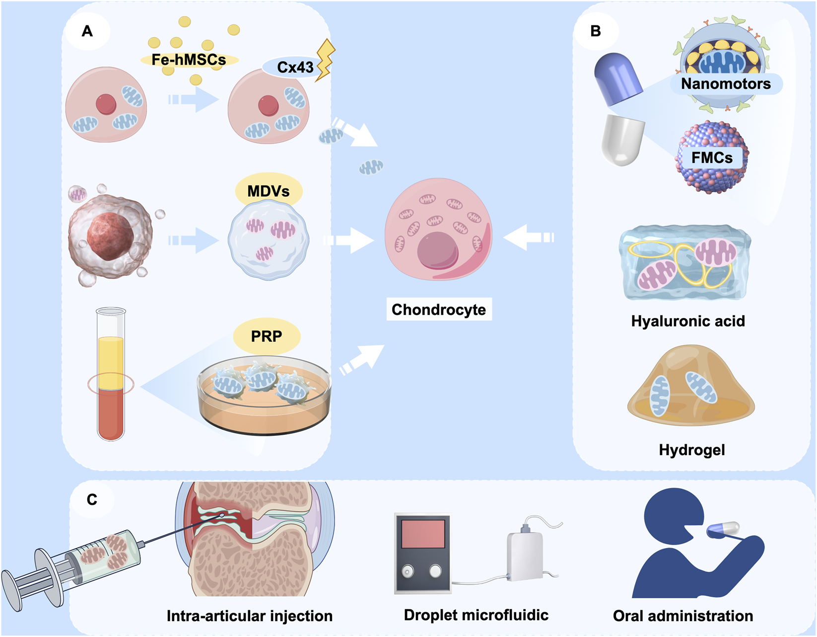The potential application of mitochondrial transfer in OA therapy. A. Various sources of donor mitochondria, including MSCs, MDVs, and PRP; B. Encapsulation of therapeutic mitochondria with various delivery vehicles, including nanomotors, FMCs, hyaluronic acid, and hydrogels; C. Modes of cargo delivery to target cells, including intra-articular injection, droplet microfluidics, and oral nanoparticle capsules.