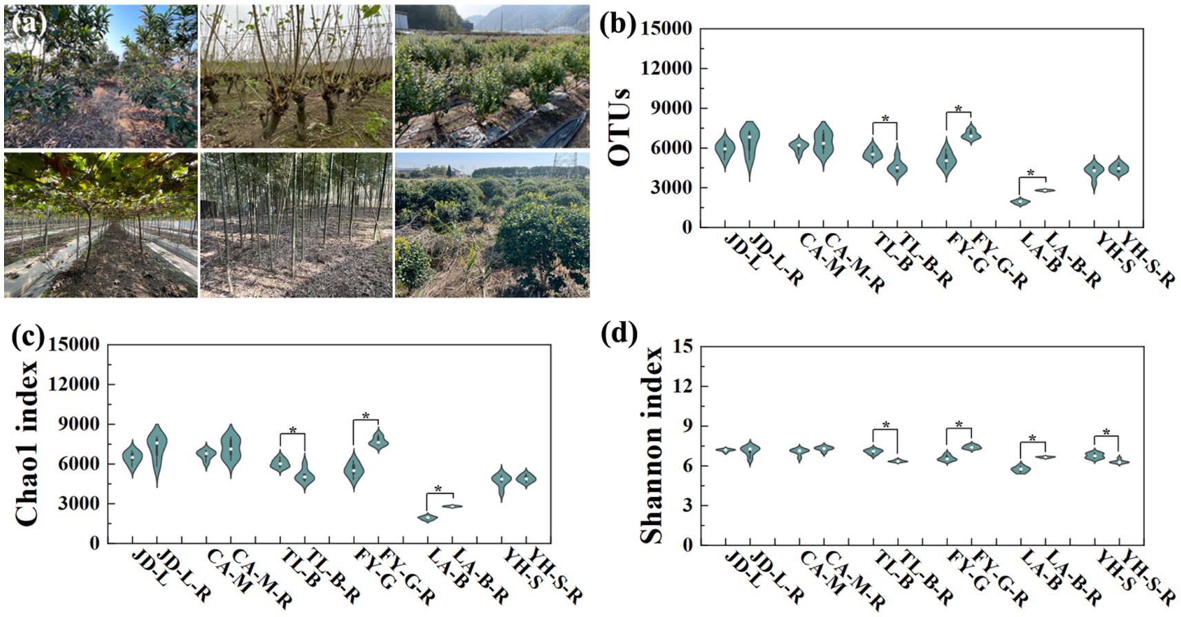 (a) Displays six different tree plantation scenes. (b) Violin plot showing OTUs across various samples, with significant differences marked. (c) Violin plot illustrating the Chao1 index variations among samples, highlighting notable differences. (d) Violin plot depicting Shannon index differences across samples, with significant variances indicated.