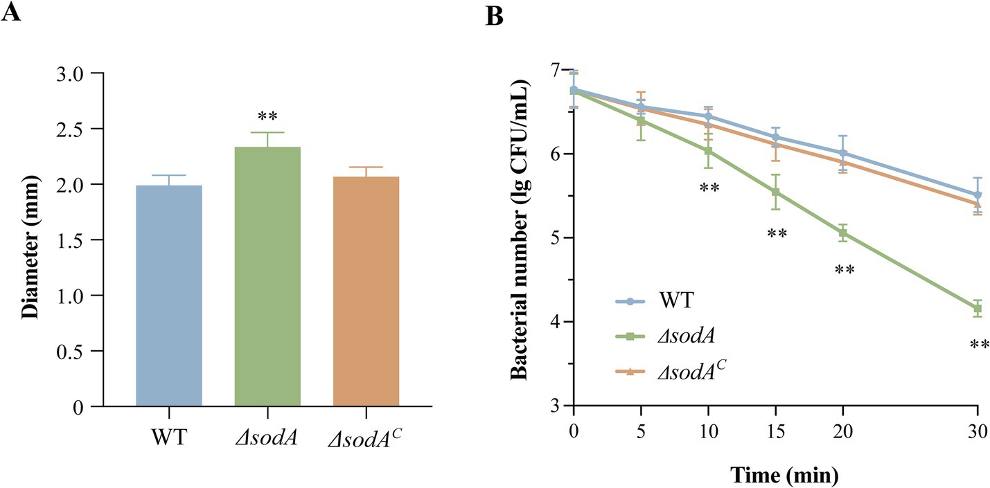 Two panels depicting bacterial analysis. Panel A shows a bar chart comparing the diameter (in millimeters) of WT, ΔsodA, and ΔsodAC. The ΔsodA has a significantly larger diameter. Panel B displays a line graph of bacterial numbers (log CFU/mL) over time (minutes) for WT, ΔsodA, and ΔsodAC. The ΔsodA line shows a steep decline, indicating significant differences at several points.