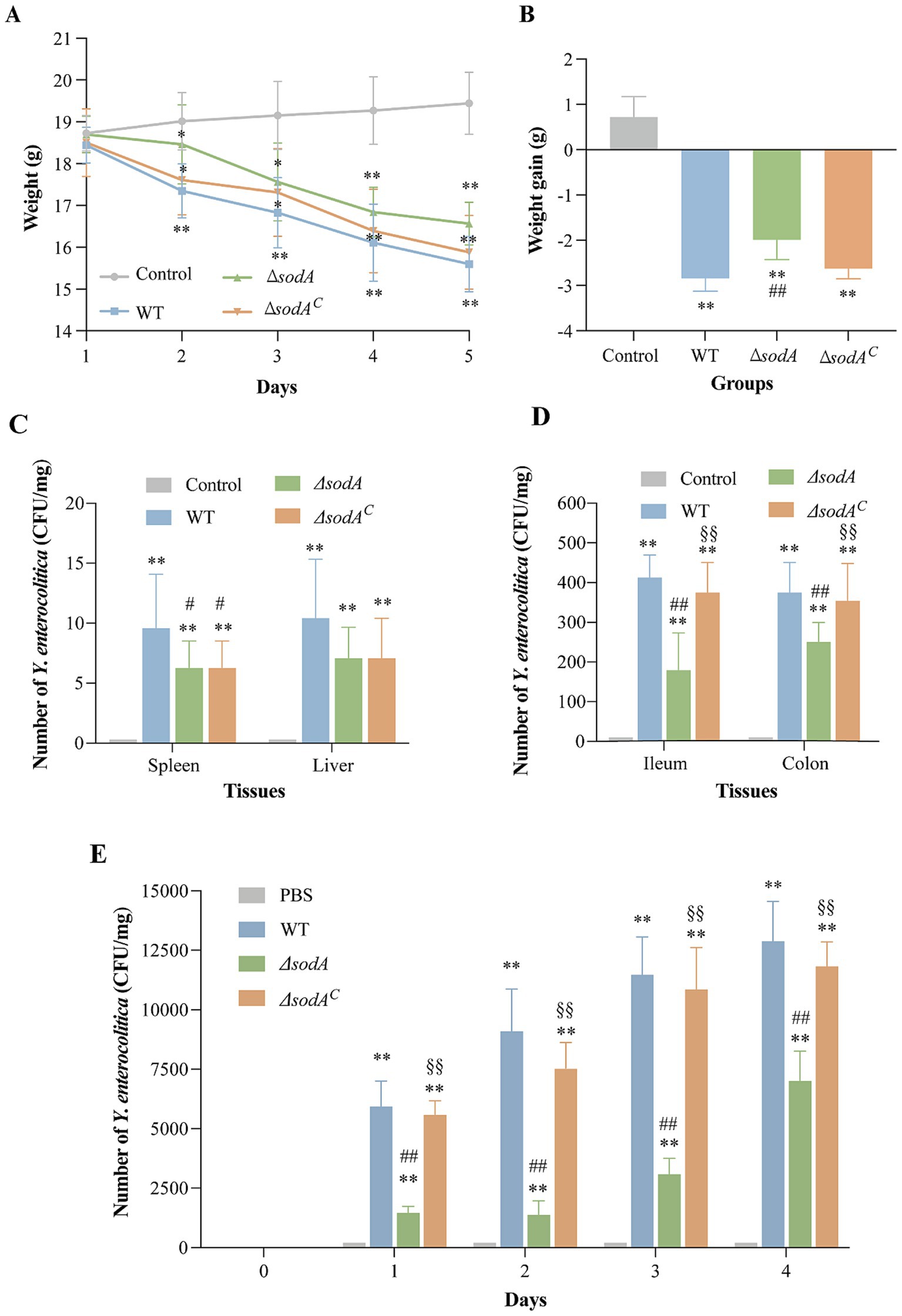 Five-panel chart depicting different data related to weight and bacterial counts in various experiments:A) Line graph showing weight loss over five days across four groups: Control, WT, ΔsodA, and ΔsodA^C.B) Bar graph illustrating weight gain differences among the same four groups.C) Bar graph showing Y. enterocolitica counts in spleen and liver tissues.D) Bar graph depicting Y. enterocolitica counts in ileum and colon tissues.E) Bar graph tracking Y. enterocolitica counts over five days in four groups: PBS, WT, ΔsodA, and ΔsodA^C.Statistical significance is marked with symbols: **, ##, §§.