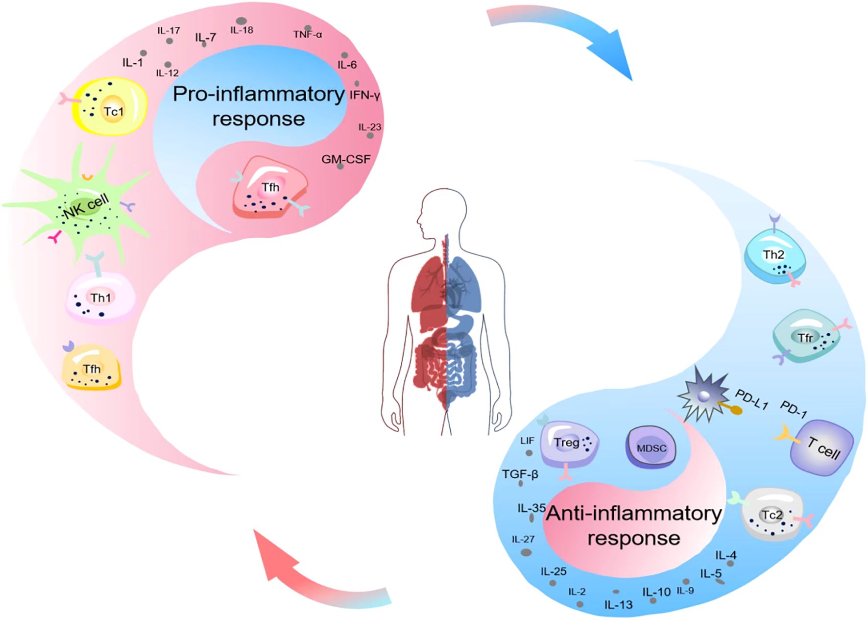 Illustration depicting the balance between pro-inflammatory and anti-inflammatory responses. On the left, red-shaded cells and cytokines like IL-1, IFN-γ, and TNF-α represent the pro-inflammatory response. On the right, blue-shaded cells and cytokines like IL-10, IL-4, and TGF-β indicate the anti-inflammatory response. A human silhouette at the center shows the systemic impact. Arrows suggest the dynamic interplay between both responses.