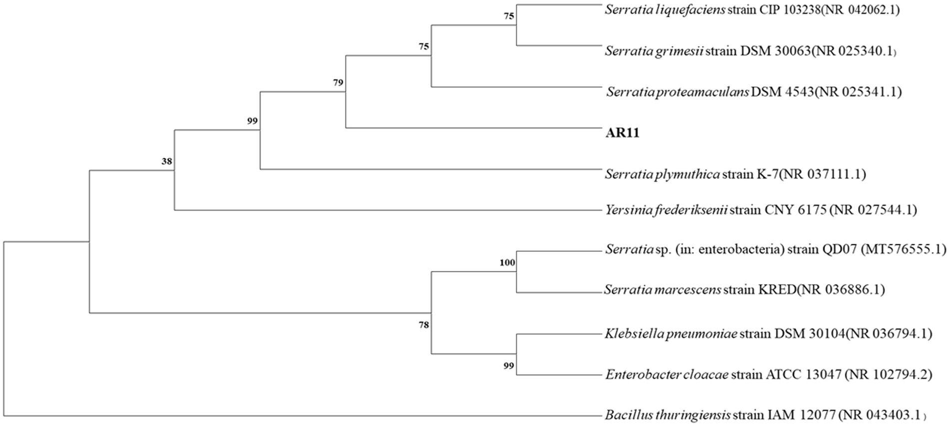 Phylogenetic tree showing relationships between various bacterial strains, including Serratia, Yersinia, Klebsiella, Enterobacter, and Bacillus. Branch points are marked with bootstrap values indicating the confidence levels of each branch.