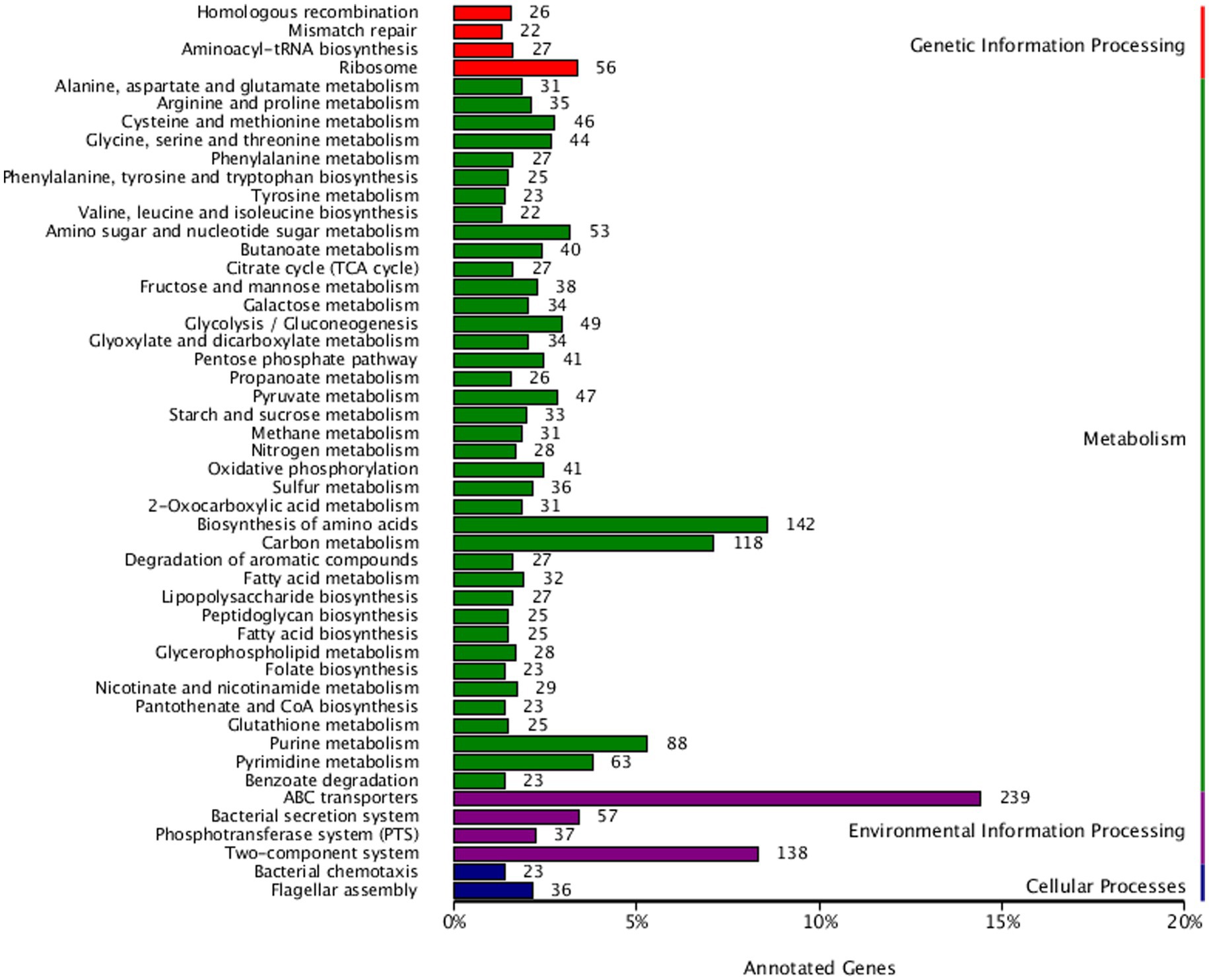 Bar graph depicting the distribution of annotated genes across various biological processes, including genetic information processing, metabolism, environmental information processing, and cellular processes. Each category is color-coded: red for genetic processing, green for metabolism, purple for environmental processing, and blue for cellular processes. The percentage of annotated genes is displayed along the horizontal axis, with numeric values indicating the gene count. Metabolism has the highest concentration, particularly in biosynthesis of amino acids and carbon metabolism. Environmental information processing also shows a significant number with ABC transporters.
