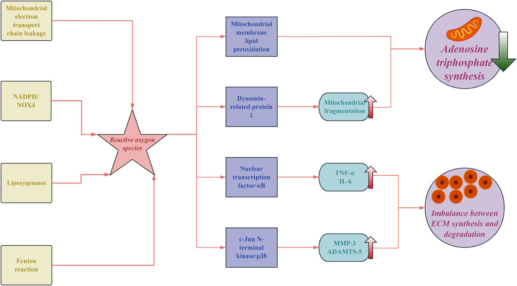 Flowchart depicting sources and effects of reactive oxygen species (ROS). Four sources: mitochondrial electron transport chain leakage, NADPH/NOX4, lipoxygenases, and Fenton reaction lead to ROS. Effects of ROS include mitochondrial membrane lipid peroxidation, dynamin-related protein 1 causing mitochondrial fragmentation, activation of nuclear transcription factor-kB causing TNF-alpha and IL-6 activity, and c-Jun N-terminal kinase/p38 leading to MMP-3 and ADAMTS-5 activity. Outcomes include decreased adenosine triphosphate synthesis and imbalance between extracellular matrix synthesis and degradation.