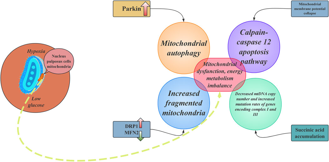 Diagram illustrating mitochondrial dysfunction in nucleus pulposus cells under hypoxia and low glucose. Includes pathways like mitochondrial autophagy, increased fragmented mitochondria, calpain-caspase 12 apoptosis, and mitochondrial dysfunction leading to energy metabolism imbalance. Key factors shown are Parkin, mitochondrial membrane potential collapse, DRP1/MFN2 regulation, decreased mtDNA copy numbers with gene mutations, and succinic acid accumulation.