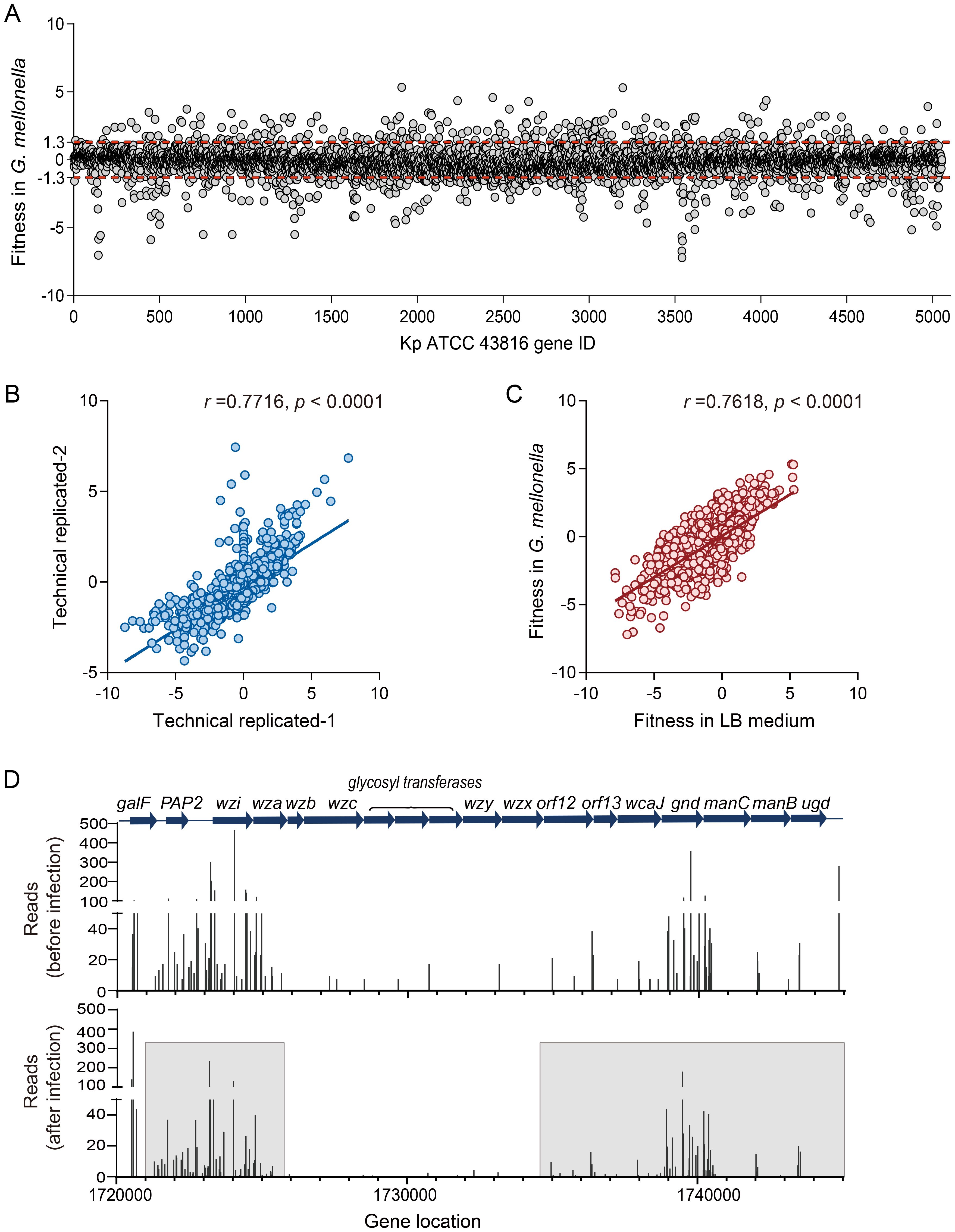 A collage of four panels illustrates various fitness data and gene information. Panel A shows a scatter plot of gene fitness in *G. mellonella* vs. gene ID with a red trend line. Panel B depicts a scatter plot comparing two technical replicates with a positive correlation (r = 0.7716, p < 0.0001). Panel C presents a scatter plot comparing fitness in *G. mellonella* vs. LB medium with a positive correlation (r = 0.7618, p < 0.0001). Panel D displays two bar graphs of gene reads before and after infection, with gene locations and pathways indicated above.