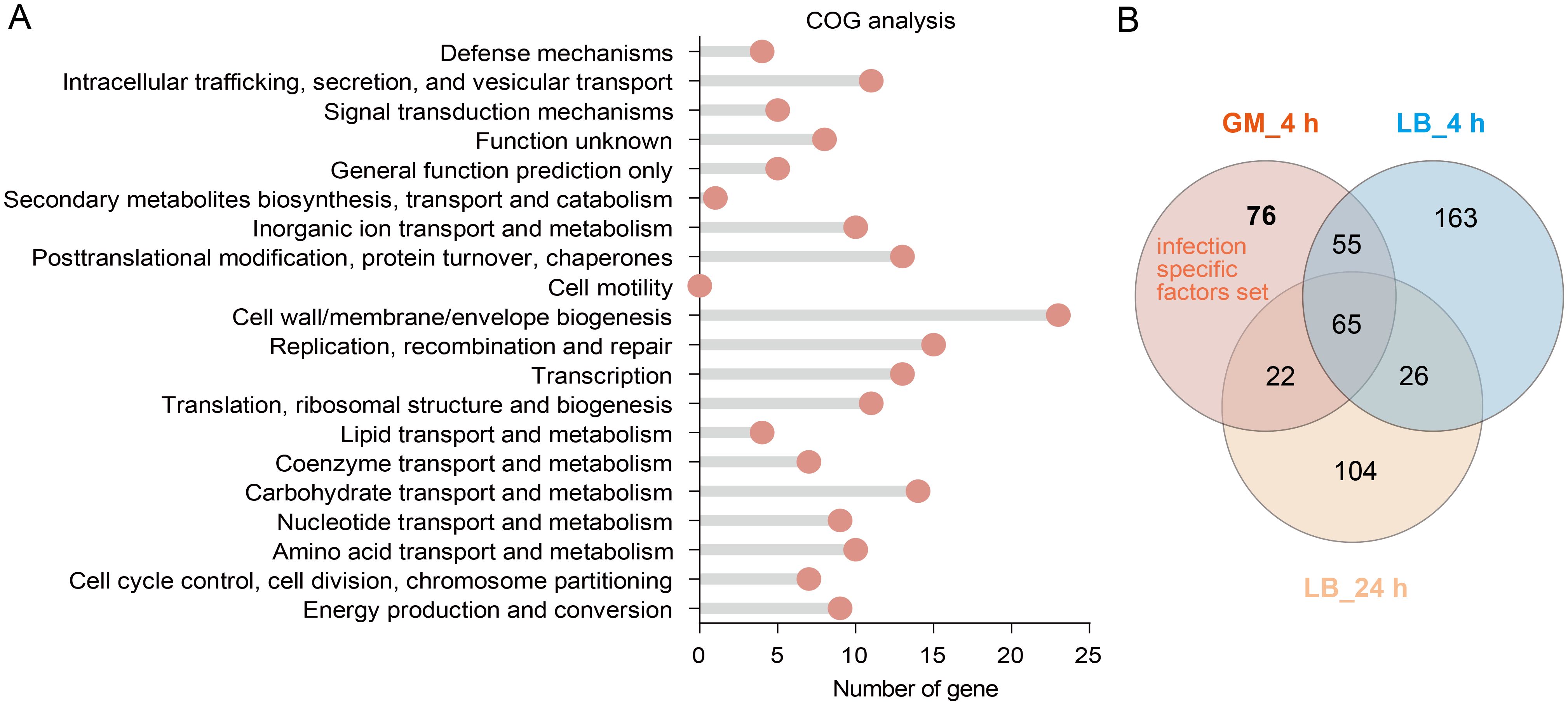 Panel A shows a bar chart depicting COG analysis with various functional categories and corresponding gene numbers. Panel B presents a Venn diagram with three overlapping circles labeled GM_4 h, LB_4 h, and LB_24 h, showing shared and unique gene numbers between conditions.