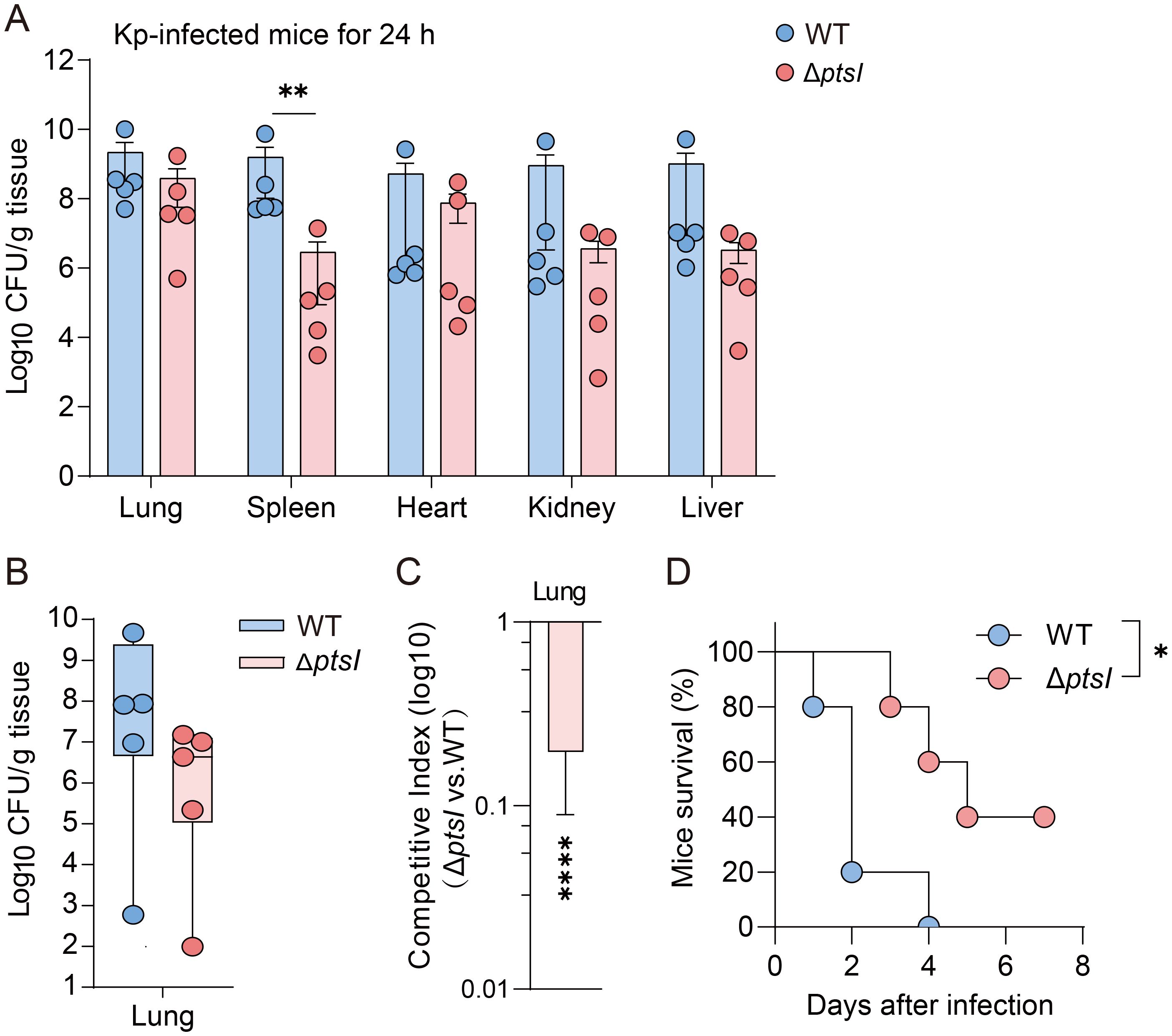 Bar and line charts illustrate the effects of Kp infection in mice over 24 hours. In (A), bacterial load in different tissues shows higher colony-forming units in WT compared to Δptsl, especially in the spleen. (B) Box plot highlights lung-specific bacterial load differences. (C) Competitive index bar plot reveals significant differences favoring Δptsl. (D) A survival curve indicates better survival in Δptsl mice over eight days. WT and Δptsl are color-coded as blue and red, respectively. Statistical significance is marked with asterisks.