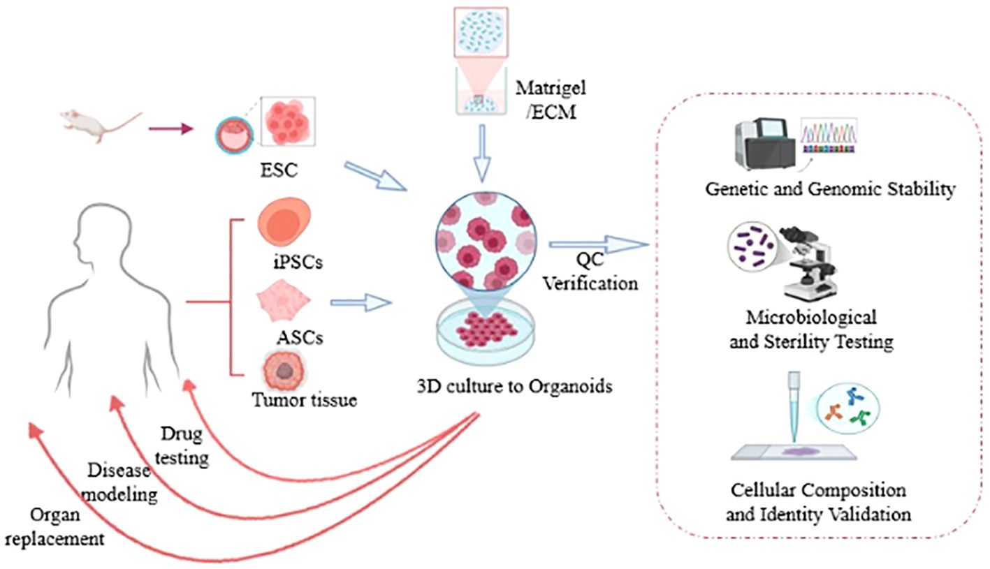 Flowchart illustrating the process of creating organoids from different cell sources such as embryonic stem cells, induced pluripotent stem cells, adult stem cells, and tumor tissue. These cells are cultured in three-dimensional matrices, undergo quality control verification, and are tested for genetic stability, sterility, and cellular identity. Applications mentioned include drug testing, disease modeling, and organ replacement.