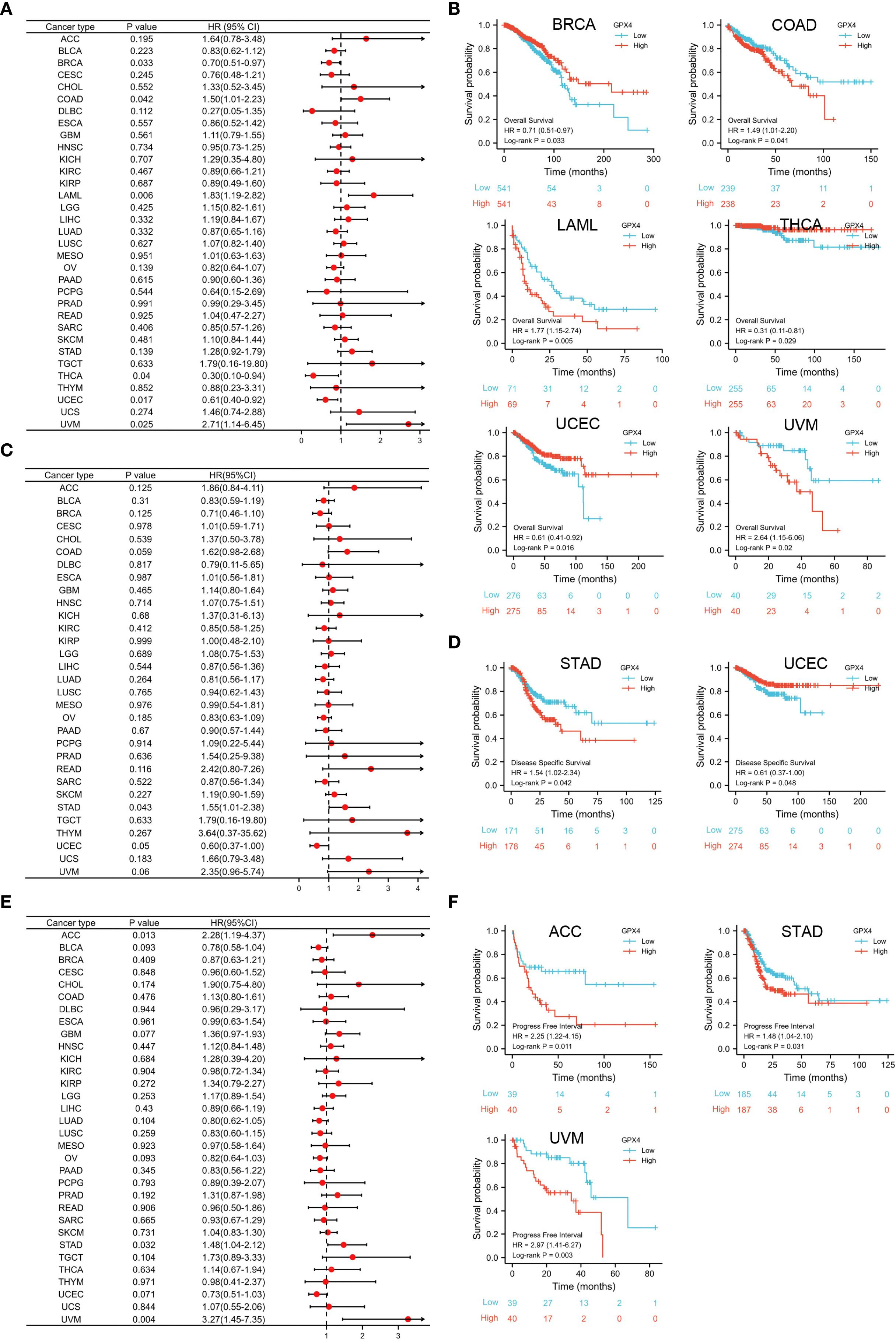 Forest plots and Kaplan-Meier survival curves are presented in this image. Panels A, C, and E show forest plots with hazard ratios and confidence intervals for various cancers. Panels B, D, and F display Kaplan-Meier survival curves comparing low and high GPX4 expression groups across different cancers, including BRCA, COAD, LAML, THCA, UCEC, STAD, and UVM. Each curve indicates survival probability over time, with overall survival and disease-specific survival analyzed. Statistical values include p-values, hazard ratios, and log-rank test results.