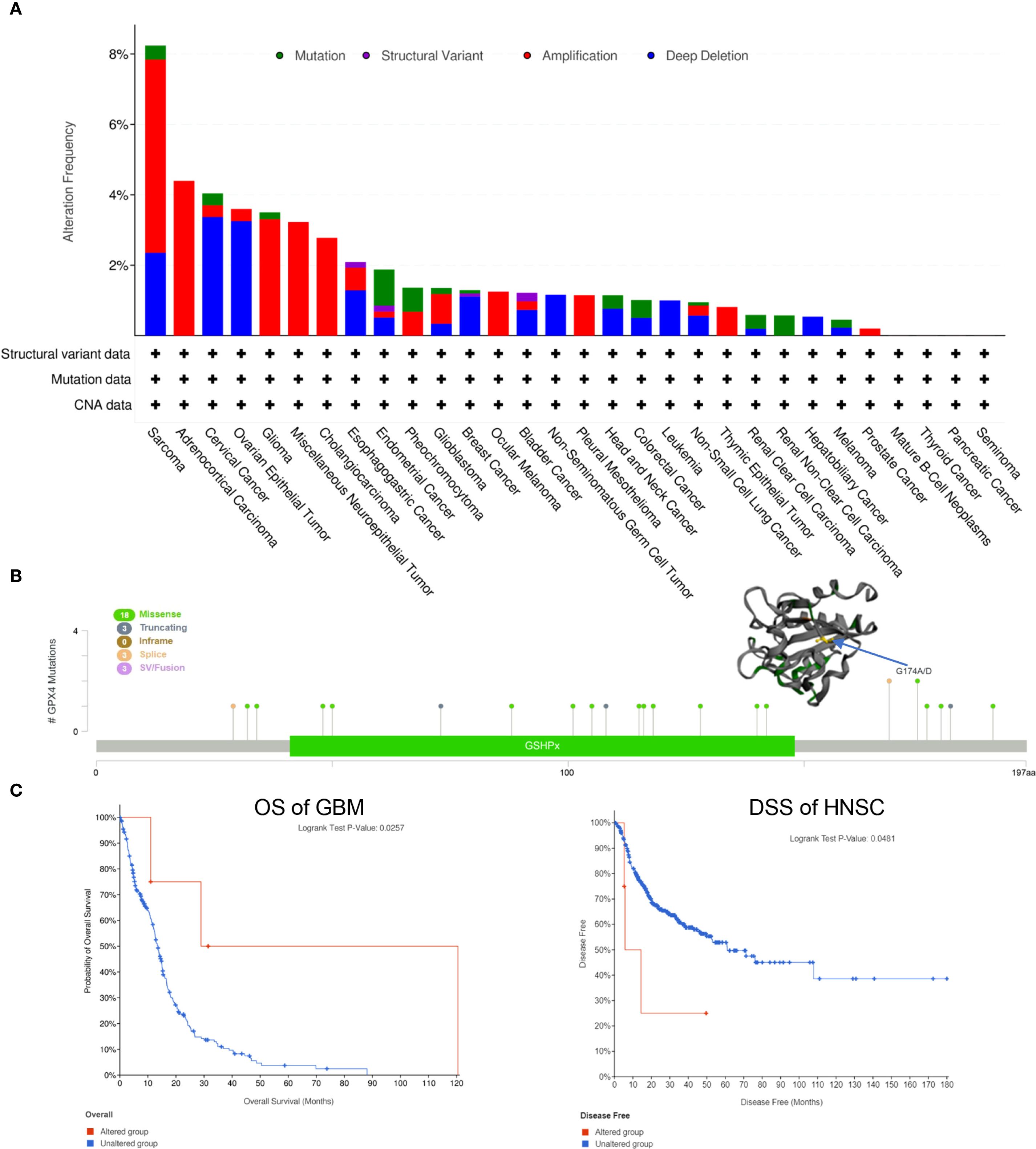 Chart depicting alteration frequencies in various cancers. Bar graph shows mutation types: mutation (green), structural variant (purple), amplification (red), deep deletion (blue) across cancer types. Graph B shows GPX4 mutations with annotated changes. Graph C illustrates overall survival of GBM and disease-specific survival of HNSC, with separate lines for altered and unaltered groups.