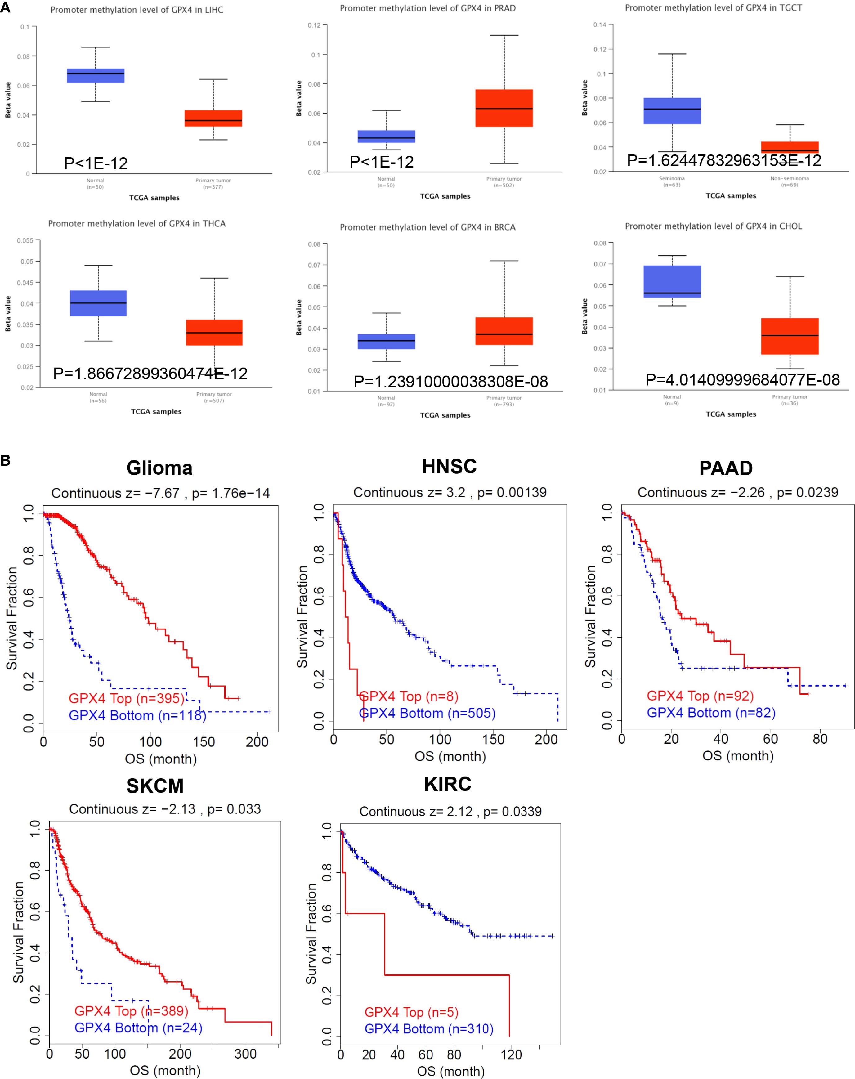 Panel A presents six box plots showing the promoter methylation levels of GPX4 across different cancer types: LIHC, PRAD, TGCT, THCA, BRCA, and CHOL, with statistical significance indicated by p-values below 0.05. Panel B consists of six survival curves comparing overall survival (OS) months in different cancers: Glioma, HNSC, PAAD, SKCM, KIRC, with GPX4 expression levels categorized as top and bottom, and their corresponding p-values.