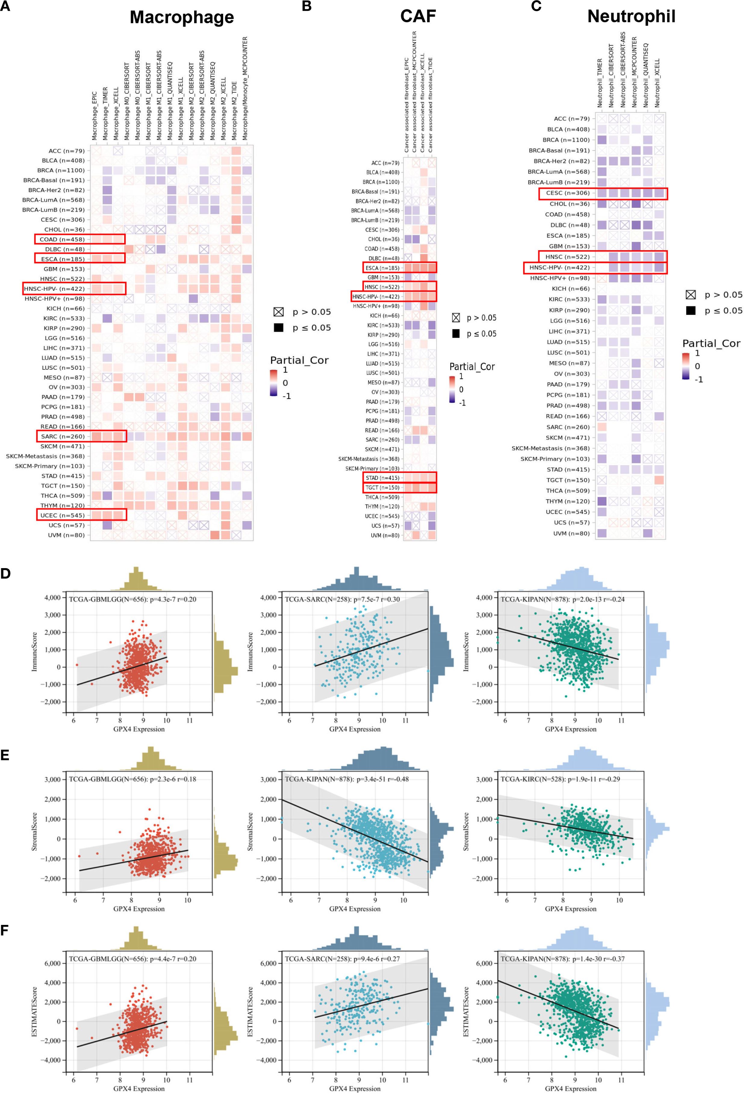 Heatmaps show the correlation between gene expression and immune cell infiltration across various cancer types for macrophages, CAFs, and neutrophils, with significant correlations highlighted in red boxes. Scatter plots illustrate the relationship between GPX4 expression and immune cell infiltration metrics in different cancer types, with positive and negative correlations visible across multiple plots.