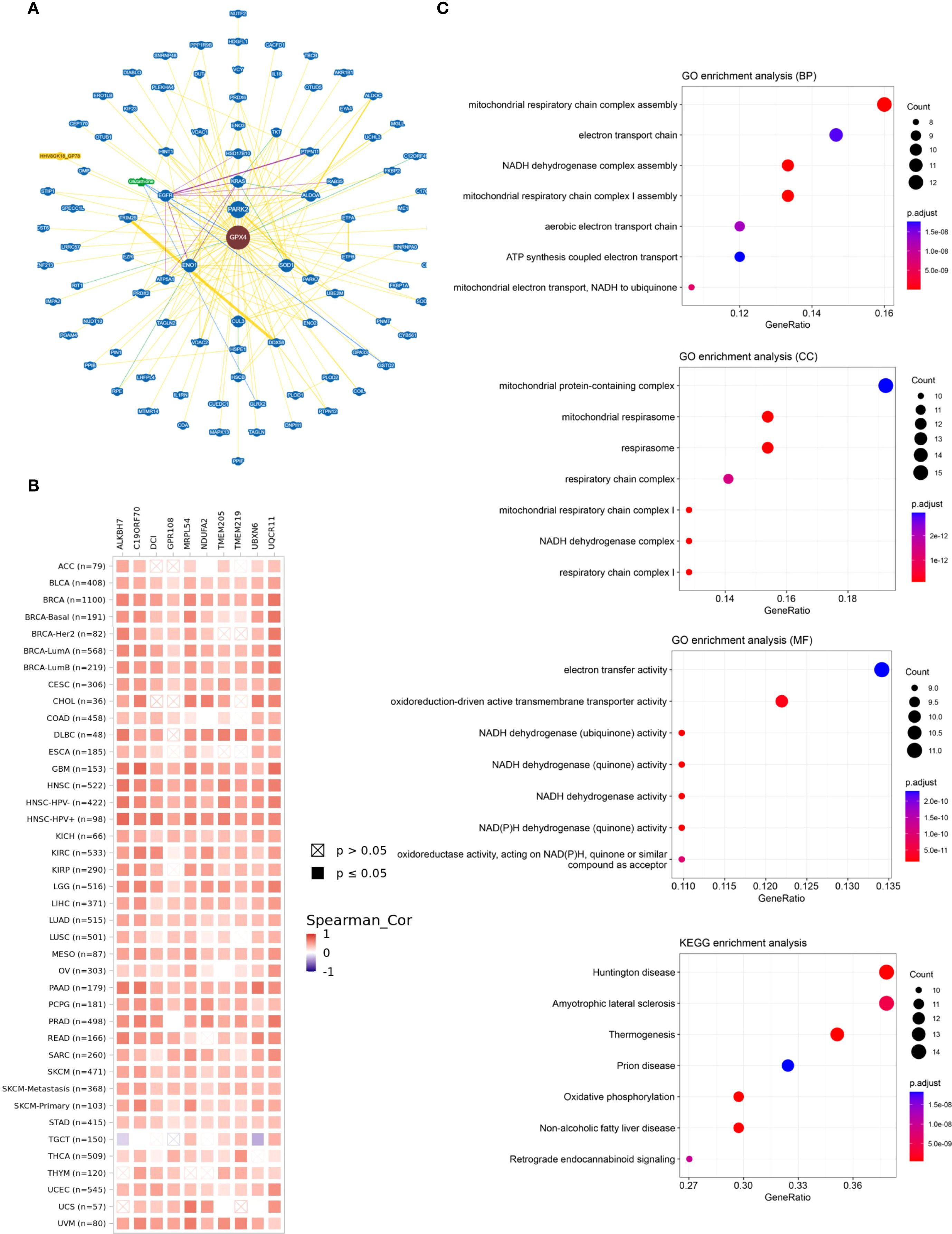 Panel A displays a network diagram centered on GPX4, with numerous gene interactions. Panel B shows a heatmap of Spearman correlations for different cancers, with varying intensities of red. Panel C contains four dot plots for different enrichment analyses: GO Biological Process, GO Cellular Component, GO Molecular Function, and KEGG, highlighting gene ratios, adjusted p-values, and counts, represented by different dot sizes and colors.
