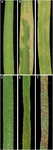 www.frontiersin.org