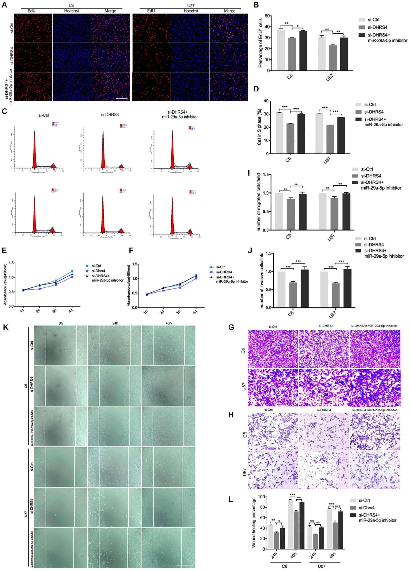 Fluorescence microscopy and graphs depict cellular assays and statistical analyses related to cell proliferation and migration. Images A, C, G, and H show cell staining patterns and flow cytometry results. B, D, I, J, E, F, and L contain bar and line graphs comparing percentages and measurements among different treatment groups, indicating significant differences with asterisks. Image K presents a time-lapse series of wound healing assays at 0, 24, and 48 hours, displaying changes in cell migration.