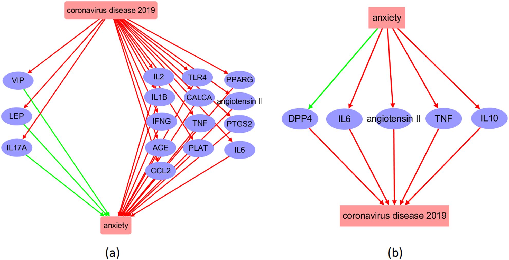 Diagram showing interconnections of “coronavirus disease 2019” and “anxiety” with various proteins. In (a), both conditions are linked with proteins like IL2, TNF, and IL6. In (b), pathways between “anxiety” and “coronavirus disease 2019” show overlapping proteins such as IL6, TNF, and angiotensin II. Green and red arrows indicate direction and type of influence.