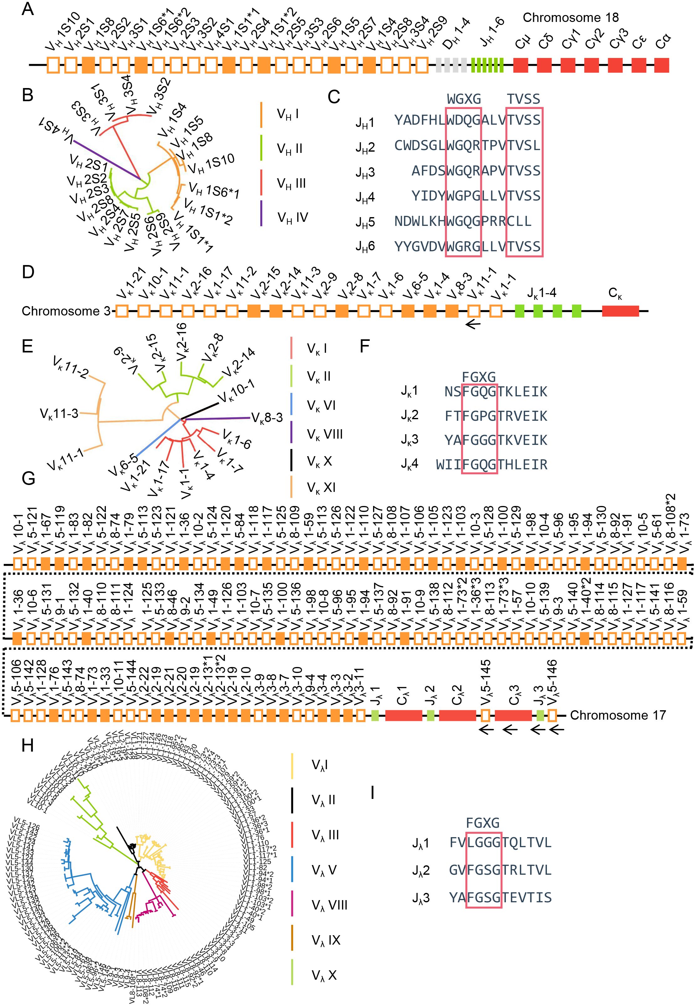 Diagram illustrating the organization of immunoglobulin gene segments across three chromosomes. Panels A, D, G depict linear segment arrangements on chromosomes 18, 3, and 17, respectively. Panels B, E, H show phylogenetic trees of variable gene segments with colored branches indicating different families. Panels C, F, I present sequence alignments of joining region gene segments, highlighting conserved motifs. Each segment is denoted by specific codes, reflecting gene diversity in generating antibody specificity.