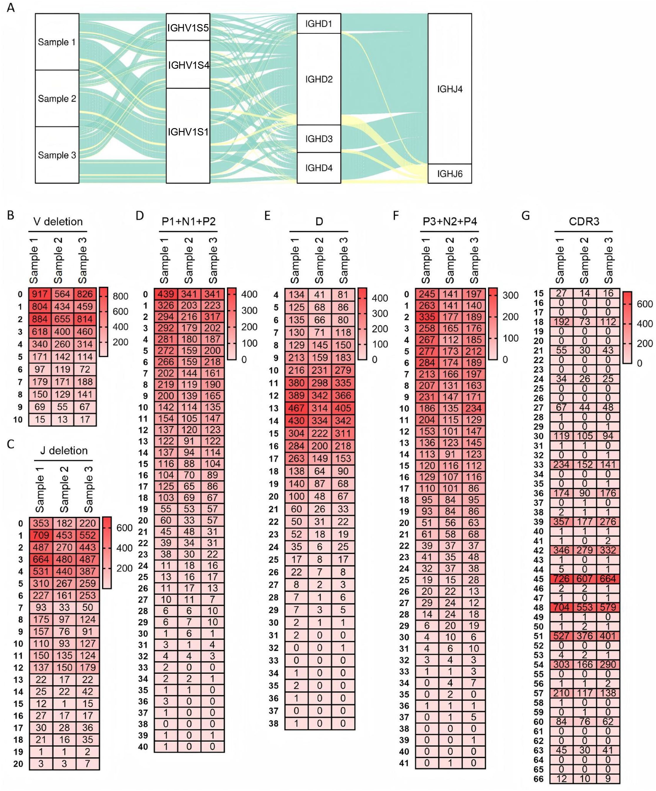 Sankey diagram and heatmaps. The Sankey diagram (A) shows gene segment connections across three samples with varying widths. Below are heatmaps B to G, displaying numerical data related to “V deletion,” “J deletion,” and additional measurements across the same samples, with varying intensities indicating value differences.