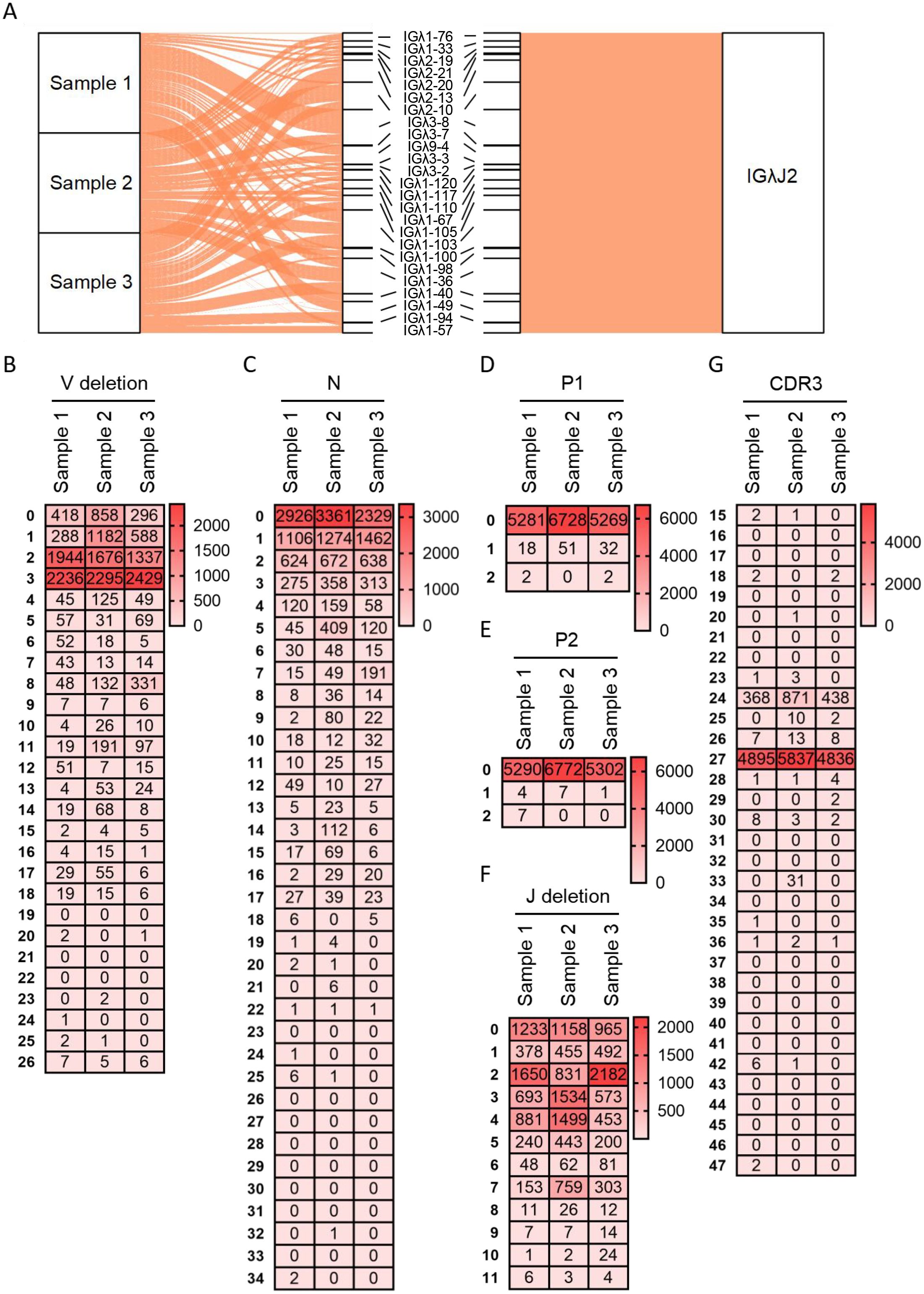 Diagram displaying immunogenetics data across three samples. Panel A shows connections between samples and genetic elements labeled IG sequences. Panels B to G display heatmaps with numerical data for V deletion, N region, P1, P2, J deletion, and CDR3 across the samples. Each segment highlights variations in genetic traits, using color gradients to indicate frequency or intensity.