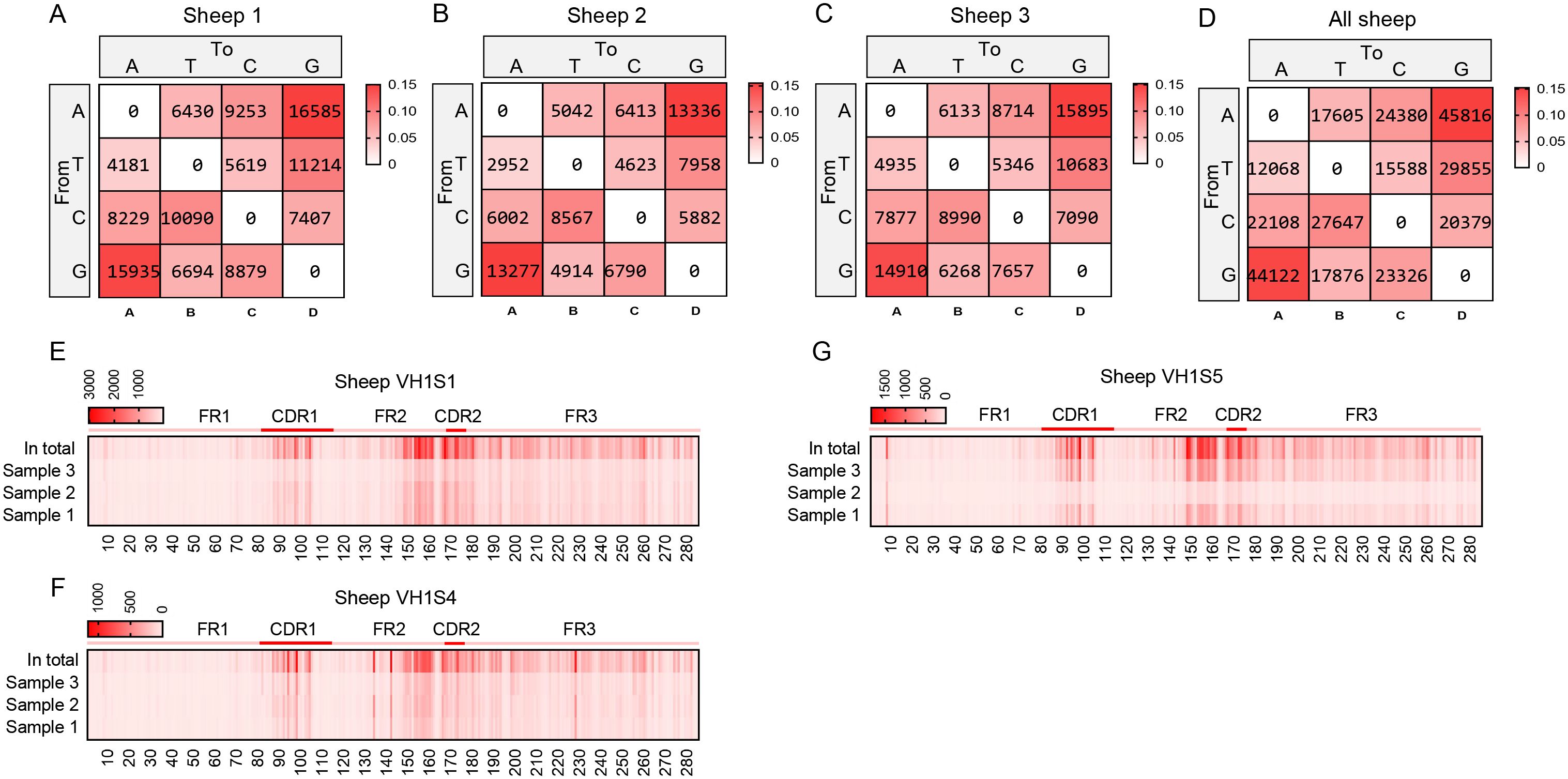 The image consists of heatmaps and bar charts displaying genetic data. Panels A to D show transition matrices for nucleotide changes in individual sheep (Sheep 1, Sheep 2, Sheep 3) and all sheep combined. Panels E, F, and G illustrate gene segment frequency data for Sheep VH1S1, VH1S4, and VH1S5, respectively, across different samples. Darker red tones indicate higher values.