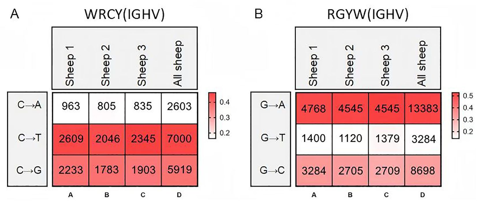 Heatmaps showing DNA mutation frequencies in sheep for WRCY (IGHV) and RGYW (IGHV) motifs. Panel A depicts C to A, T, and G mutations across three sheep and combined data, with values ranging from 835 to 7000. Panel B shows G to A, T, and C mutations, with values from 1120 to 13383. Color intensity indicates frequency based on provided scales.
