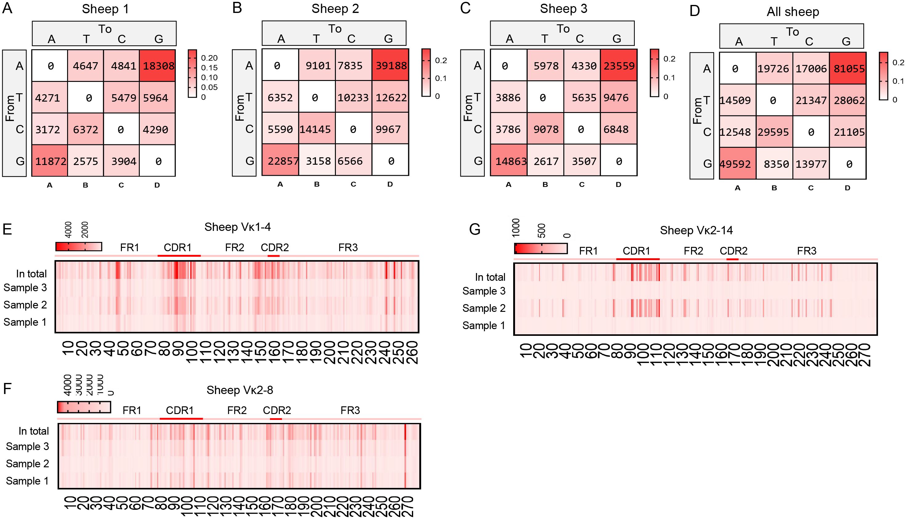 Four heatmaps display nucleotide changes in sheep samples labeled A to D. Each shows mutations from A, T, C, G, with varying intensities. Below, three heatmaps (E, F, G) depict Vκ1-4, Vκ2-8, Vκ2-14 distributions across different samples with regions marked as FR1, CDR1, FR2, CDR2, and FR3. Color gradients indicate frequencies.