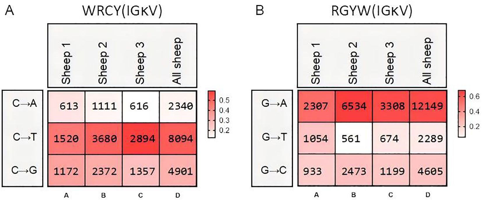 Two heatmaps labeled A and B compare specific nucleotide mutations in sheep. Heatmap A, titled WRCY(IGKV), shows C to A, C to T, and C to G mutations across Sheep 1, 2, 3, and all sheep. Heatmap B, titled RGYW(IGKV), displays G to A, G to T, and G to C mutations. Color gradients from light pink to dark red indicate mutation frequency, with darker colors representing higher frequencies. Both heatmaps use similar scales for comparison.