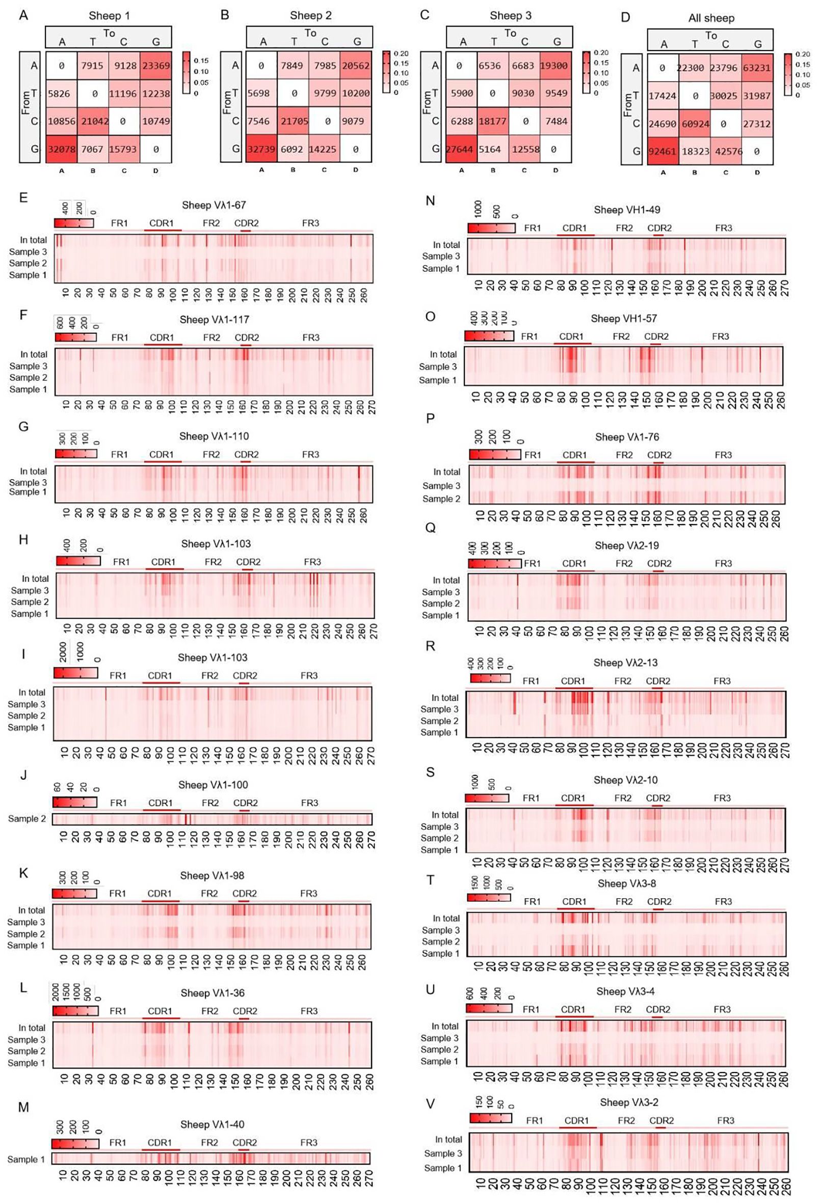 Heatmap panels show nucleotide transitions and substitutions in sheep samples. Panels A-D depict individual and combined sheep nucleotide transition matrices. Panels E-V show heatmaps of mutation frequencies across different sheep VH and VA genes, labeled accordingly. Color gradients indicate transition frequency and mutation intensity across various gene regions, with darker reds representing higher values. Scale bars and sample identifiers are included.