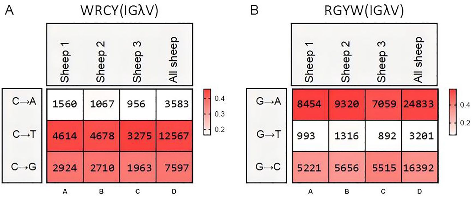 Comparison of mutation patterns in immunoglobulin lambda variable (IGλV) genes in sheep. Panel A shows WRCY motif mutations with C to A, C to T, and C to G transitions for Sheep 1, 2, 3, and all sheep. Panel B shows RGYW motif mutations with G to A, G to T, and G to C transitions across the same groups. The color intensity indicates mutation frequency, with a gradient from white (low) to red (high), corresponding to the scale ranging from 0.2 to 0.4.