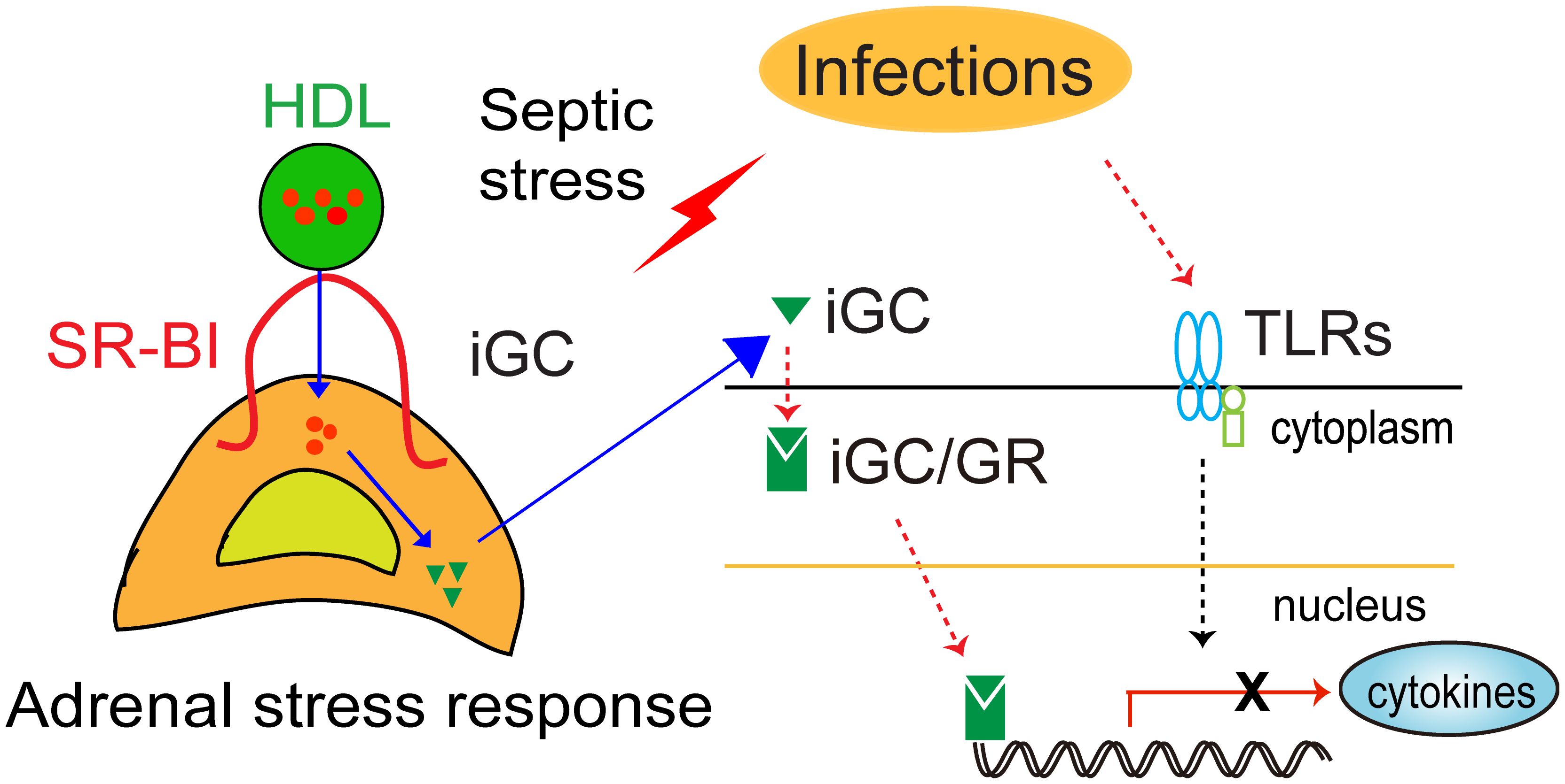 Diagram illustrating the adrenal stress response. HDL interacts with SR-BI, leading to iGC formation. Septic stress and infections influence this process. iGC/GR acts on cytoplasmic TLRs, affecting cytokine production.