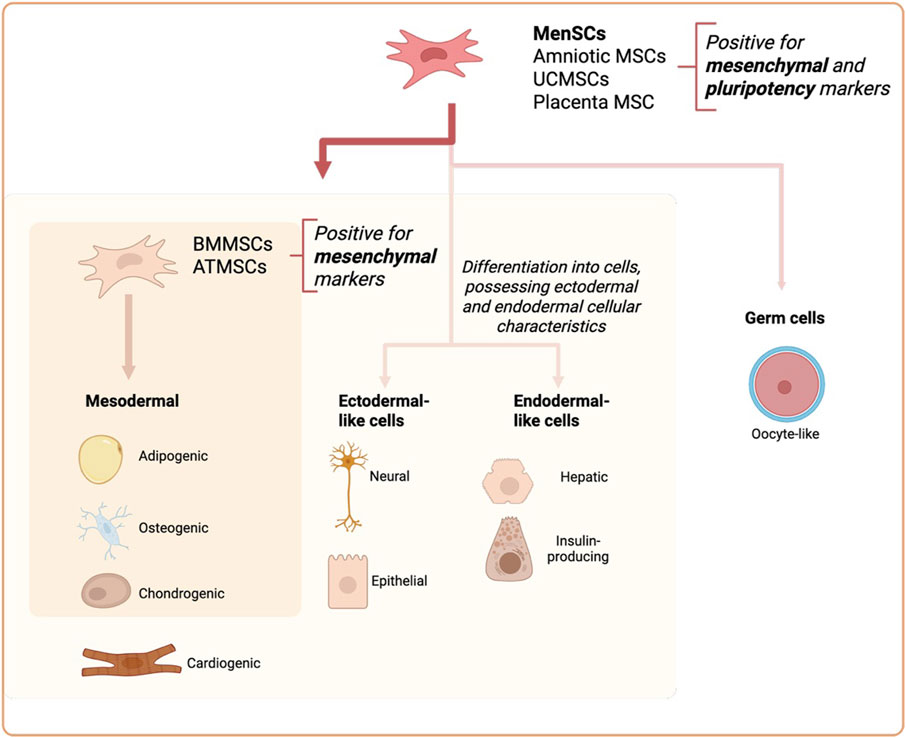 Diagram illustrating mesenchymal stem cell differentiation pathways. MenSCs and others are positive for mesenchymal and pluripotency markers, differentiating into mesodermal, ectodermal, endodermal-like cells, and germ cells. Mesodermal outcomes include adipogenic, osteogenic, chondrogenic, and cardiogenic cells. Ectodermal-like outcomes include neural and epithelial cells; endodermal-like outcomes include hepatic and insulin-producing cells. Germ cells are oocyte-like. BMMSCs and ATMSCs are included.