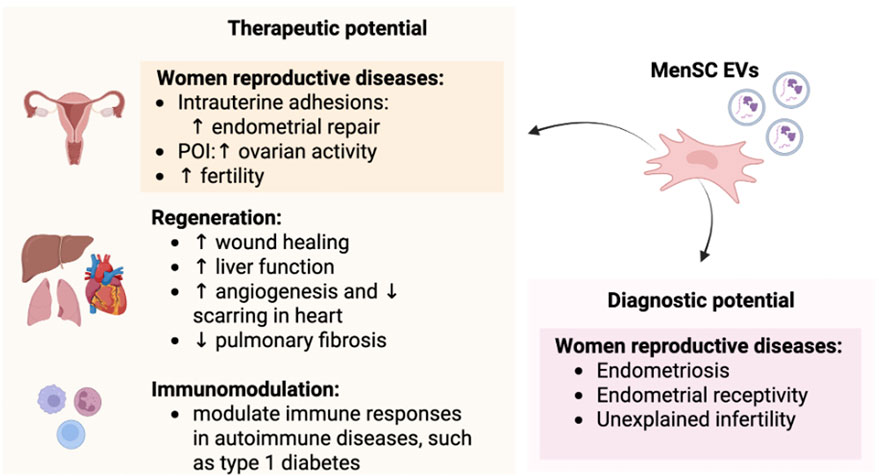 Graphic illustrating potential therapeutic and diagnostic uses of MenSC EVs. Therapeutically, they may address women's reproductive diseases by improving endometrial repair, ovarian activity, and fertility, assist in wound and liver function, enhance angiogenesis, reduce heart scarring, and decrease pulmonary fibrosis. For immunomodulation, they might modulate immune responses in autoimmune diseases like type 1 diabetes. Diagnostically, they could help with endometriosis, endometrial receptivity, and unexplained infertility. Visuals include representations of organs and cells.