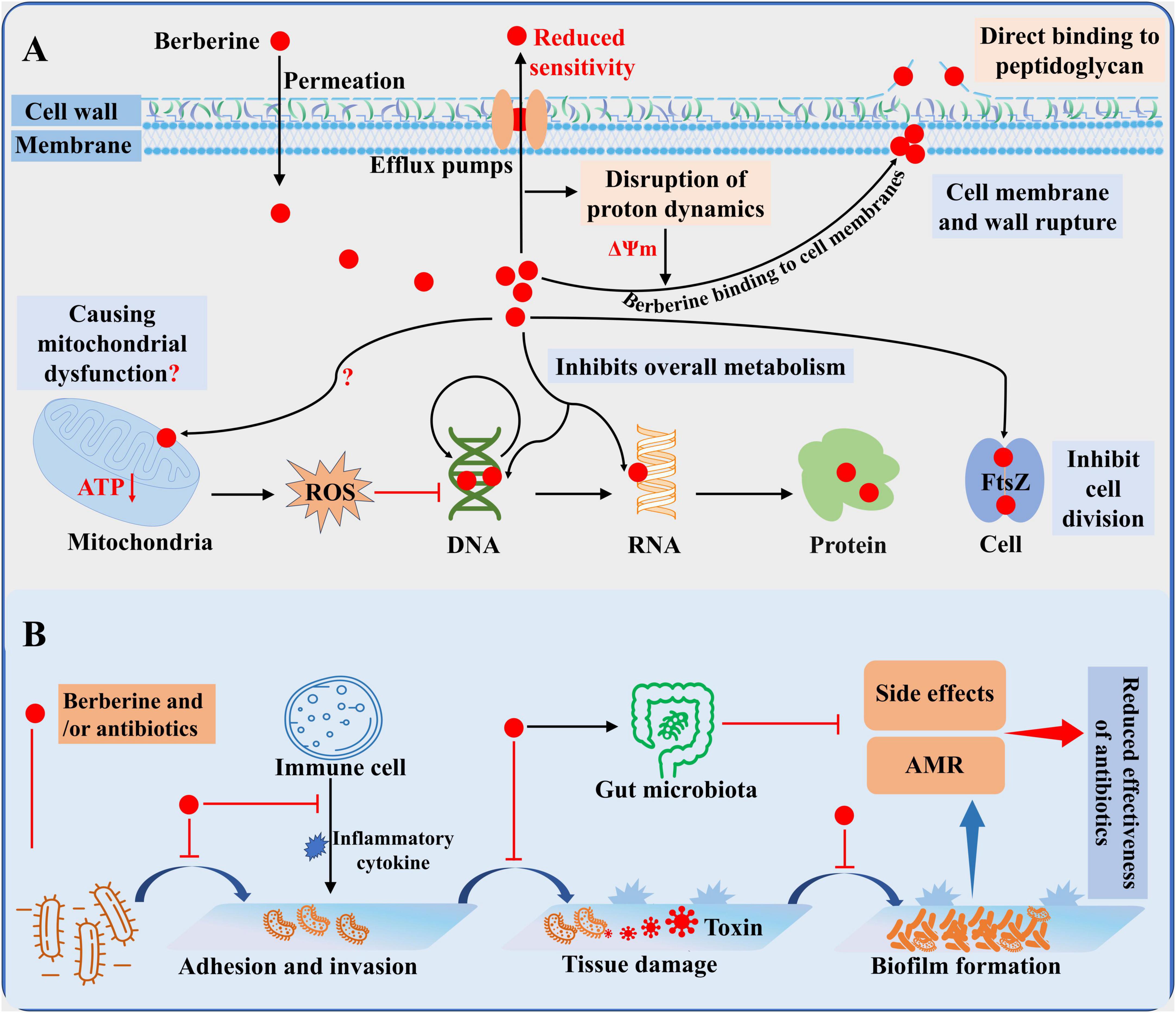 “General overview of the antibacterial activity of berberine. (A) Berberine can penetrate bacterial cells and directly interfere with the synthesis of DNA, RNA, and proteins to inhibit bacterial metabolism. It can also bind directly to FtsZ and cell wall components, thereby inhibiting bacterial division and damaging the cell wall to exert antibacterial effects. In addition, berberine may affect mitochondria, causing mitochondrial dysfunction and increasing ROS levels. (B) When used alone or in combination, berberine can act in vivo by inhibiting bacterial adhesion and invasion, reducing biofilm formation, decreasing the expression of virulence factors, and alleviating inflammatory responses. Furthermore, berberine’s modulatory effects on gut microbiota can further reduce tissue damage, antibiotic side effects, and the development of antimicrobial resistance.”