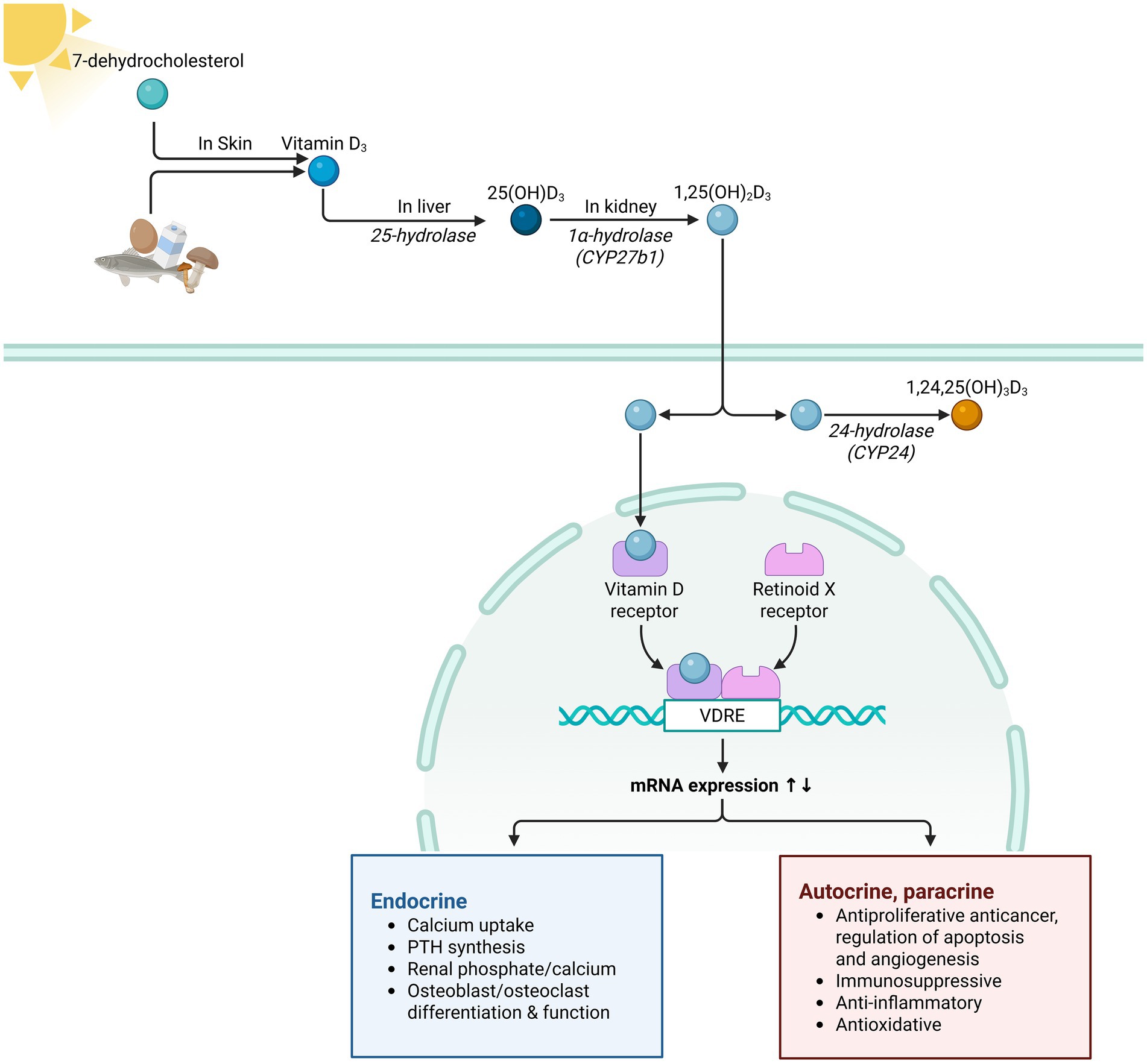 Diagram illustrating the synthesis and function of Vitamin D. It shows the conversion of 7-dehydrocholesterol in the skin to Vitamin D3, followed by transformations in the liver and kidney to various hydroxylated forms. The interaction with Vitamin D and Retinoid X receptors is depicted, leading to changes in mRNA expression. Endocrine functions include calcium uptake and osteoblast differentiation, while autocrine/paracrine functions involve anticancer and anti-inflammatory properties.