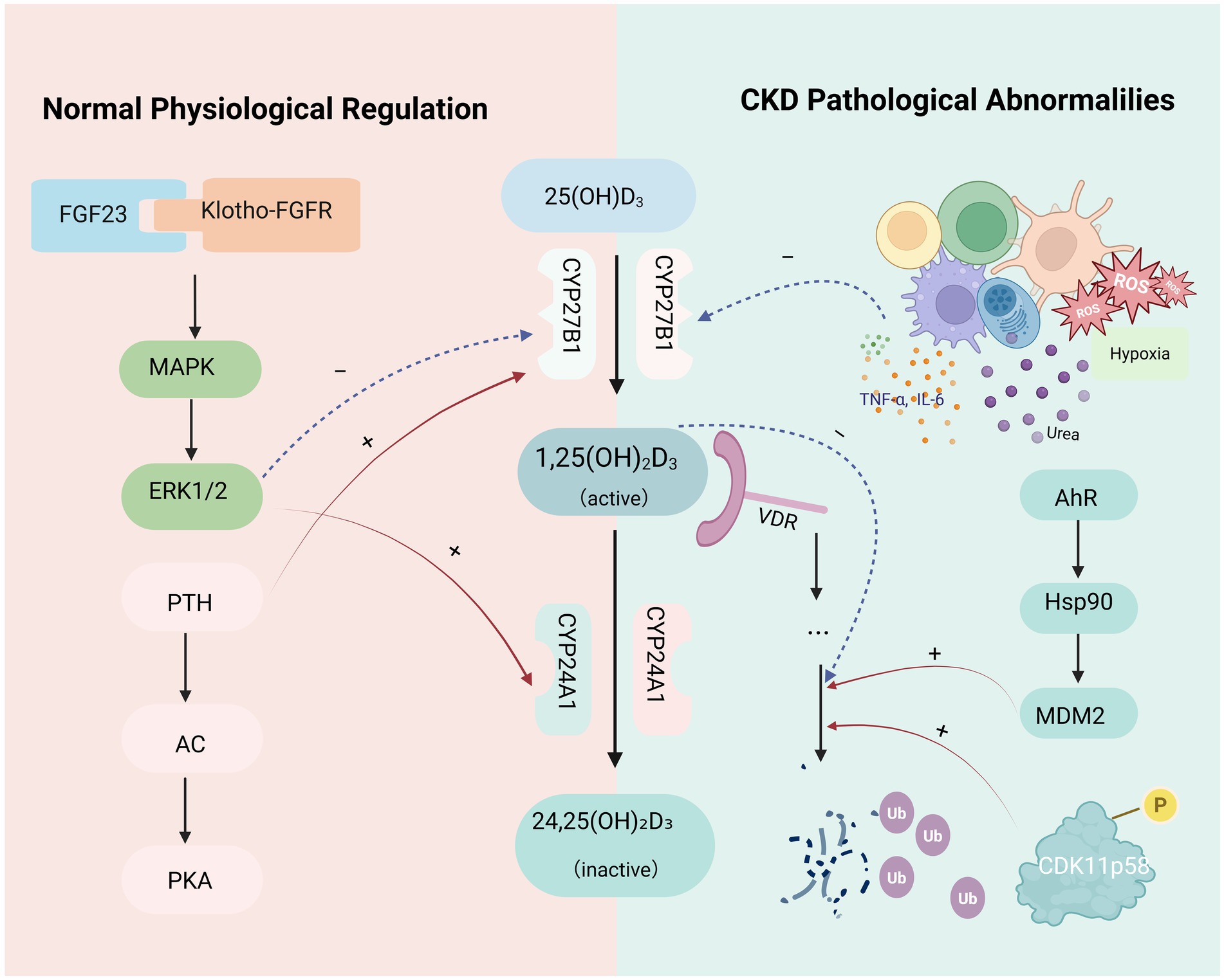 Diagram contrasting normal physiological regulation and chronic kidney disease (CKD) pathological abnormalities. The left side depicts signaling involving FGF23, Klotho-FGFR, MAPK, ERK1/2, PTH, AC, PKA, CYP27B1, and CYP24A1. The right side shows CKD abnormalities with hypoxia, ROS, TNF-α, IL-6, urea, AhR, Hsp90, MDM2, and CDK11p58. Arrows indicate interactions and pathways.