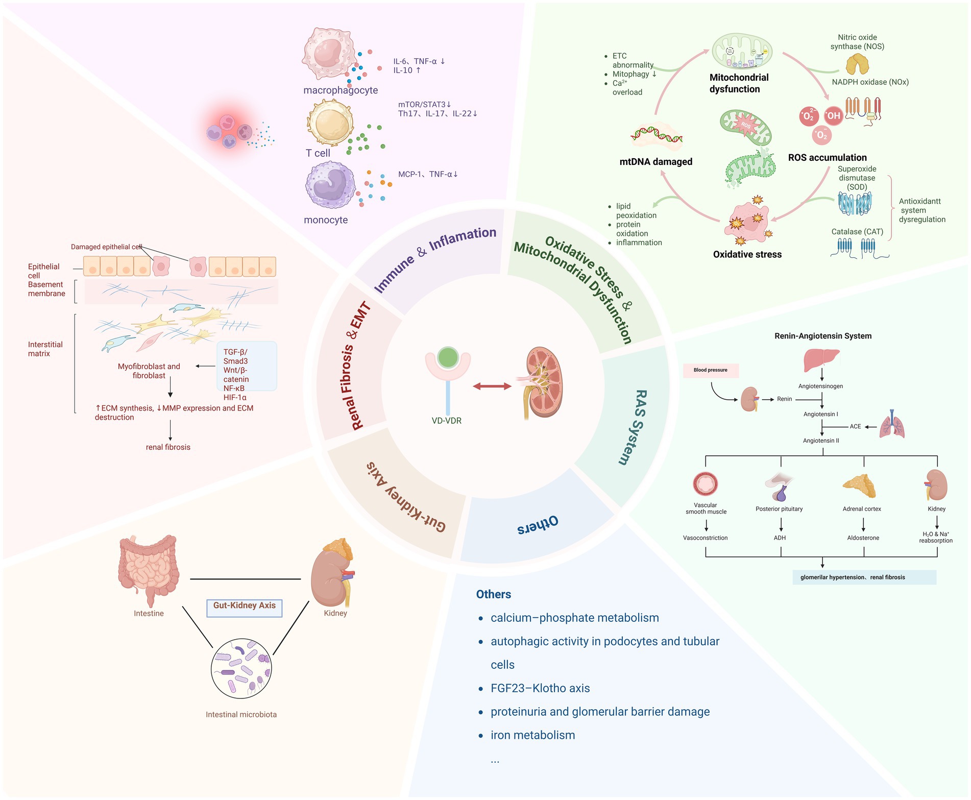 Illustration of a circular diagram detailing factors affecting renal health, divided into sectors labeled: Renal Fibrosis and EMT, Immune and Inflammation, Oxidative Stress and Mitochondrial Dysfunction, RAS System, Gut-Kidney Axis, and Others. Each sector contains detailed diagrams and text explaining their specific processes, such as cellular interactions, hormone pathways, and involved molecular mechanisms. Central illustration shows a kidney and VD-VDR process. Descriptions include immune cell interactions, mitochondrial issues, renin-angiotensin system, gut microbiota influence, and metabolic factors impacting kidney function. The graphic uses pastel colors and icons to visually separate sections.