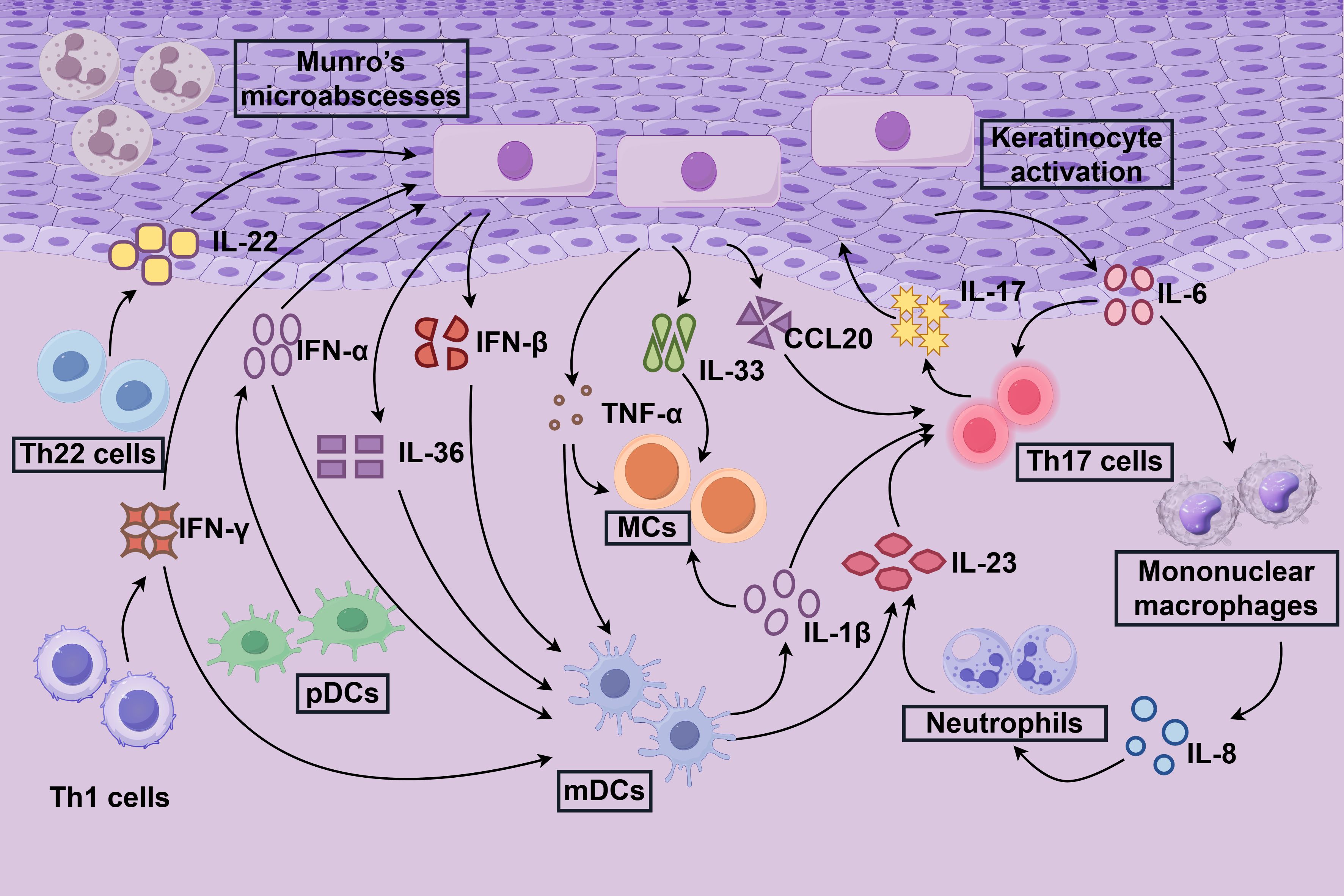 Illustration of the immune pathways involved in psoriasis. Key elements include Th22, Th17, and Th1 cells, dendritic cells, macrophages, neutrophils, and cytokines like IL-22, IL-17, and more. Arrows depict interactions leading to keratinocyte activation and Munro's microabscesses.