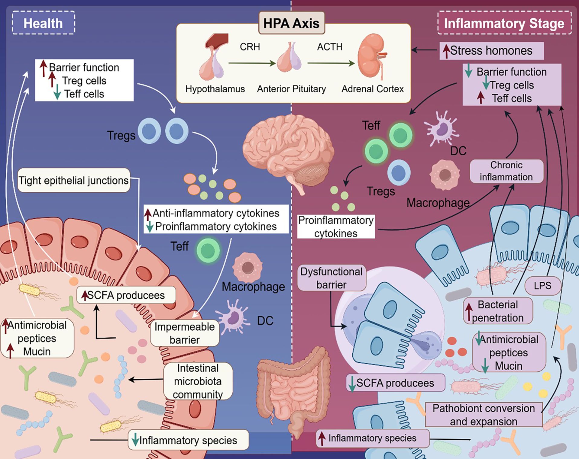 Illustration contrasting health and inflammatory stages involving gut and immune functions. On the left, health shows tight epithelial junctions, increased barrier function, and anti-inflammatory cytokines. On the right, inflammation is depicted with stress hormones, a dysfunctional barrier, chronic inflammation, and increased proinflammatory cytokines. Arrows between figures and elements demonstrate various processes and interactions, such as those involving Treg and Teff cells, SCFA production, and microbiota changes. The visual emphasizes changes in immune responses and gut integrity between the two stages.