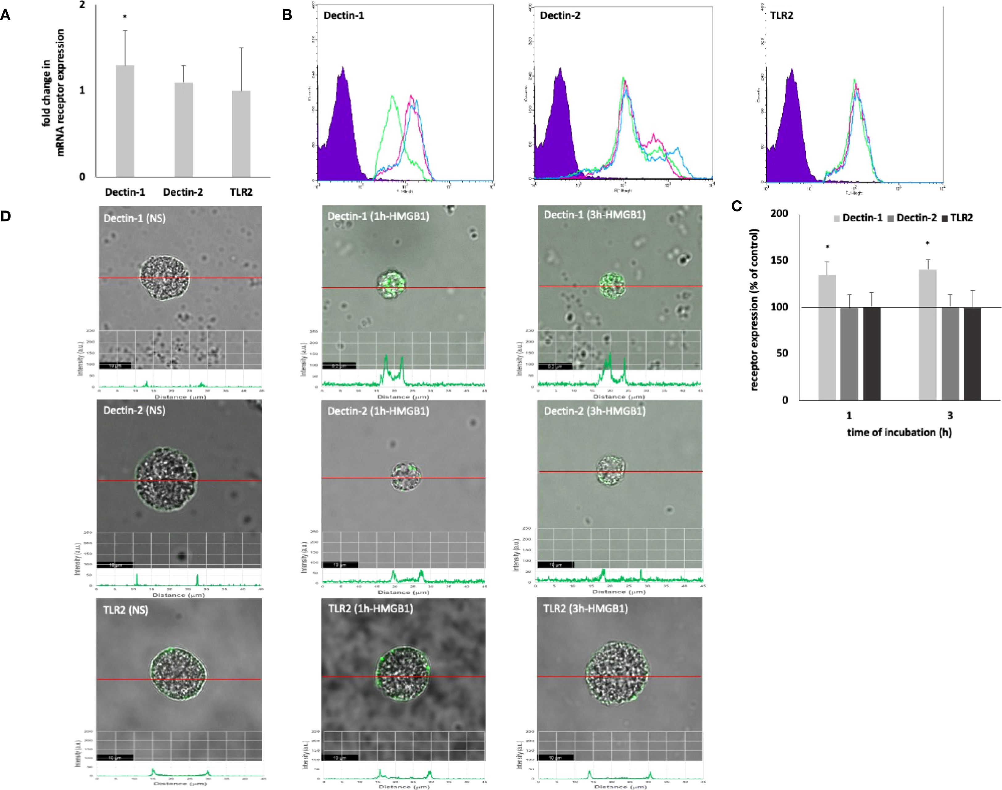 Multiple panels display data on receptor expression. Panel A is a bar graph showing fold changes in mRNA expression for Dectin-1, Dectin-2, and TLR2. Panel B consists of histograms depicting expression levels of these receptors. Panel C is a bar graph illustrating receptor expression over time relative to controls. Panel D includes microscopy images showing cells with varying receptor expression under different conditions, with intensity profiles below each image.
