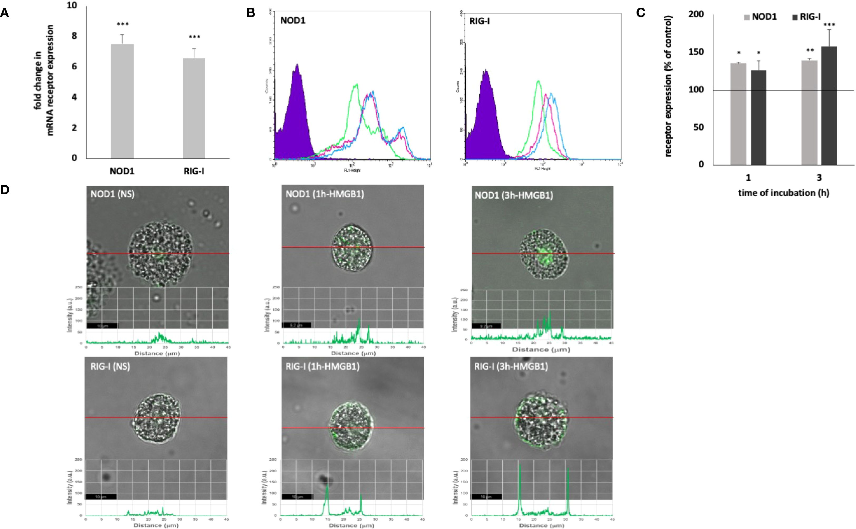 Panel A shows a bar graph depicting the fold change in mRNA receptor expression for NOD1 and RIG-I, both significantly increased. Panel B features histograms of NOD1 and RIG-I fluorescence intensity distributions. Panel C presents a bar graph of receptor expression percentages over time at one and three hours, both showing significant increases. Panel D displays microscopy images with intensity plots underneath for NOD1 and RIG-I under different incubation conditions, highlighting changes in brightness and distribution.