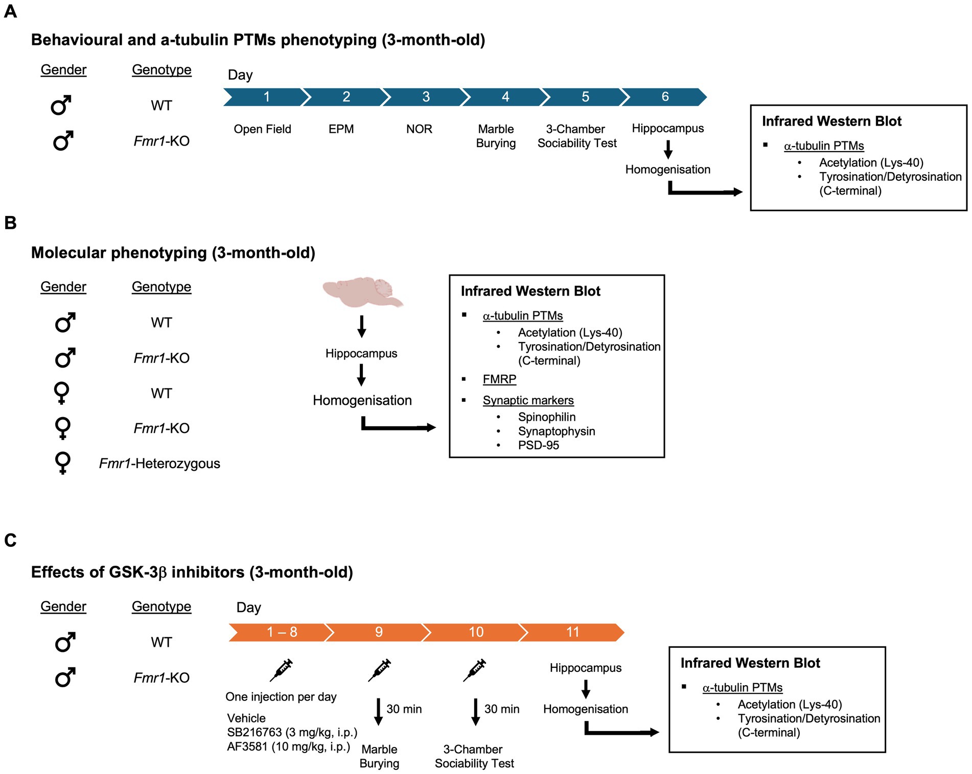 Flowchart illustrating experimental procedures for three-month-old subjects divided into three panels: A) Behavioral and α-tubulin PTMs phenotyping with activities over six days, ending in hippocampus homogenization and infrared western blot for α-tubulin PTMs. B) Molecular phenotyping with homogenization and analysis of α-tubulin PTMs, FMRP, and synaptic markers using infrared western blot. C) Effects of GSK-3β inhibitors with daily injections over eight days, followed by tests and homogenization analyzed through infrared western blot for α-tubulin PTMs. Gender and genotype variations are highlighted in each section.