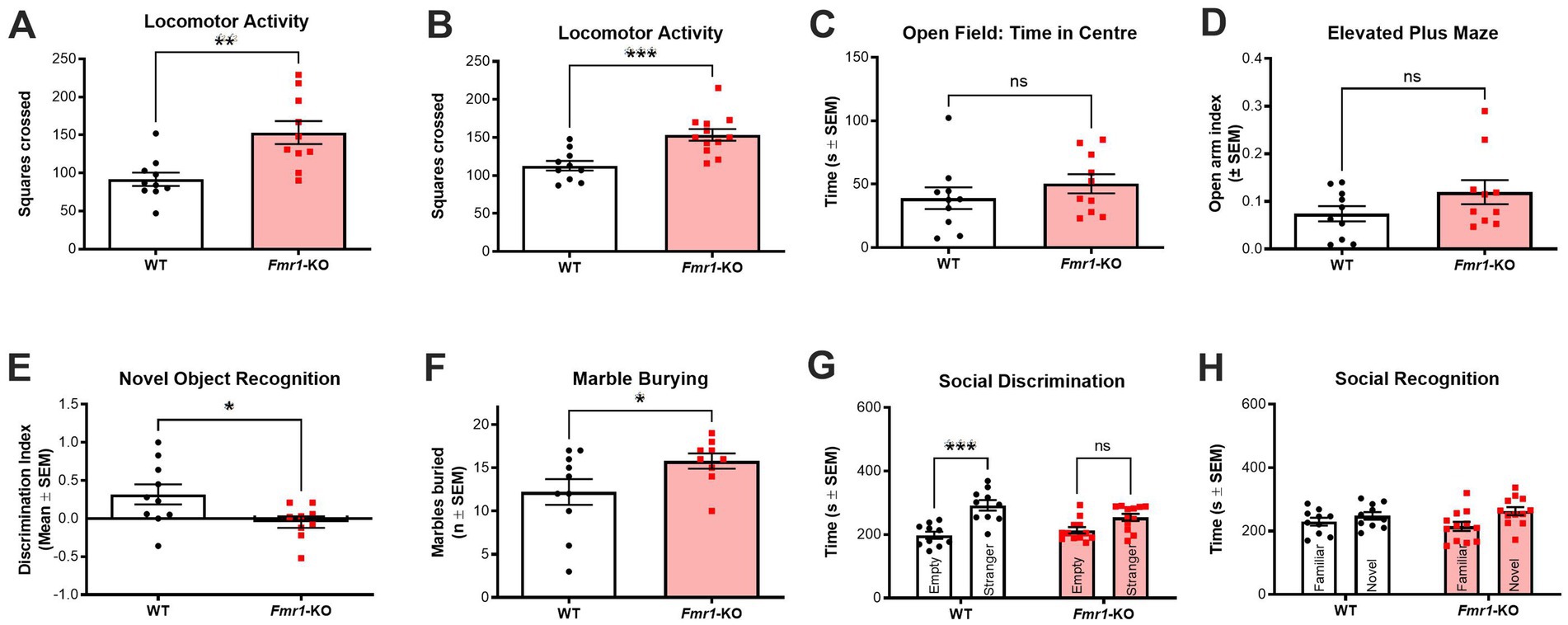 Behavioral data graph showing comparisons between wild type (WT) and Fmr1-KO mice across different tests. A and B: Fmr1-KO mice show higher locomotor activity. C and D: No significant difference in the open field center time and elevated plus maze. E: WT mice outperform in novel object recognition. F: Fmr1-KO mice engage in more marble burying. G: WT mice exhibit significant social discrimination. H: No significant difference in social recognition between groups.