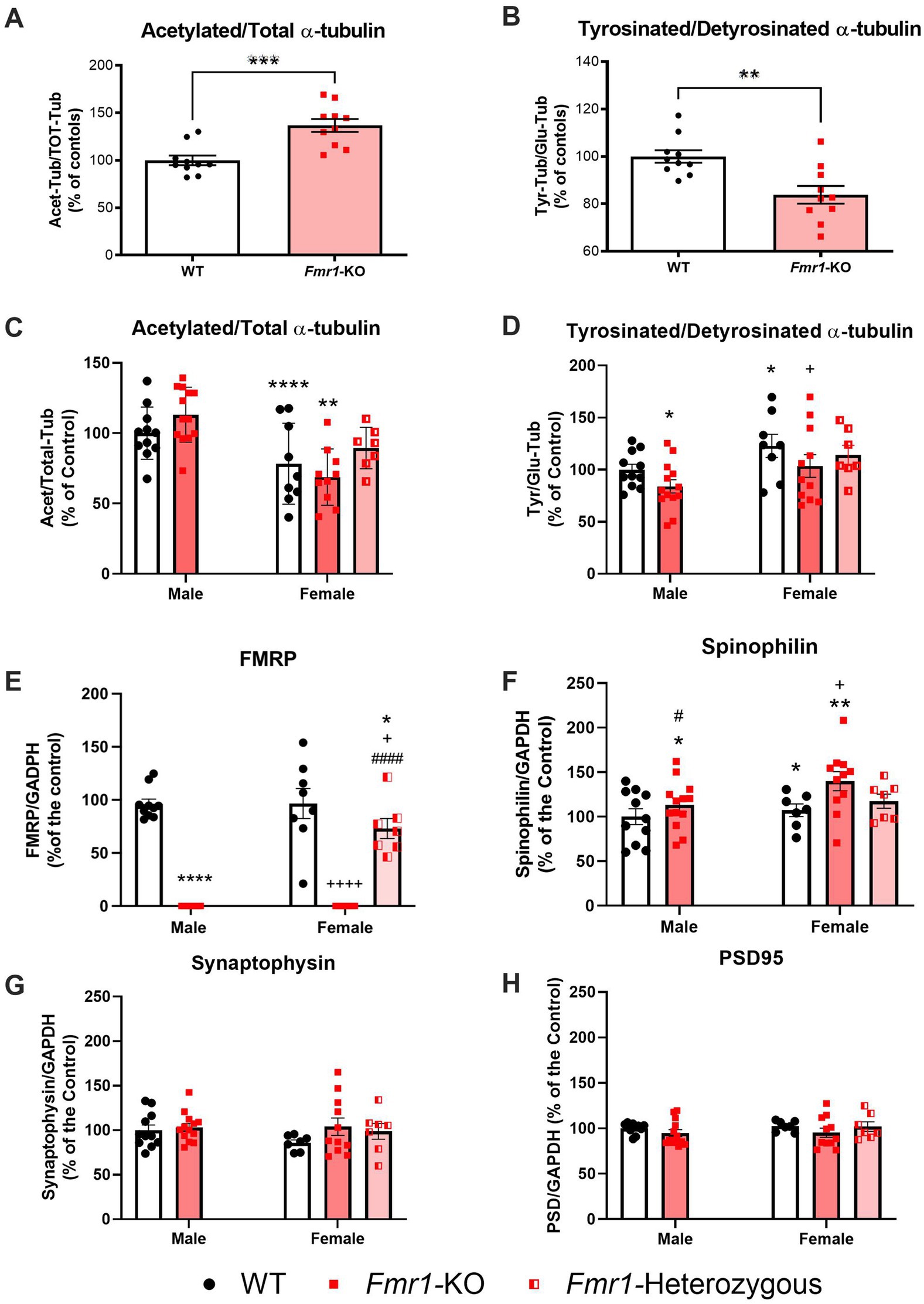 Bar graphs comparing biological markers in wild-type (WT), Fmr1 knockout (KO), and Fmr1 heterozygous groups, divided by gender. Panels A to H show different parameters: acetylated/total α-tubulin, tyrosinated/detyrosinated α-tubulin, FMRP, spinophilin, synaptophysin, and PSD95, analyzed as a percentage of controls. Panels C to H further divide results by gender. Statistical significance is indicated by asterisks and other symbols, highlighting differences between groups.
